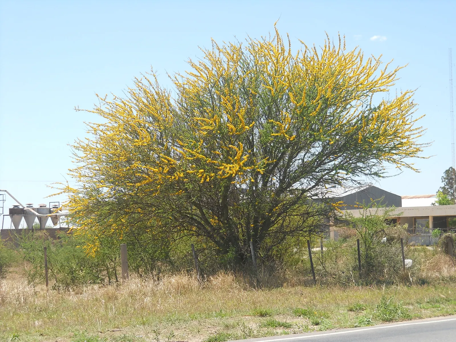 Palo Brea, Sonoran Palo Verde (Parkinsonia Praecox) — Maturing to 25 feet in height with a spread of about 20 feet