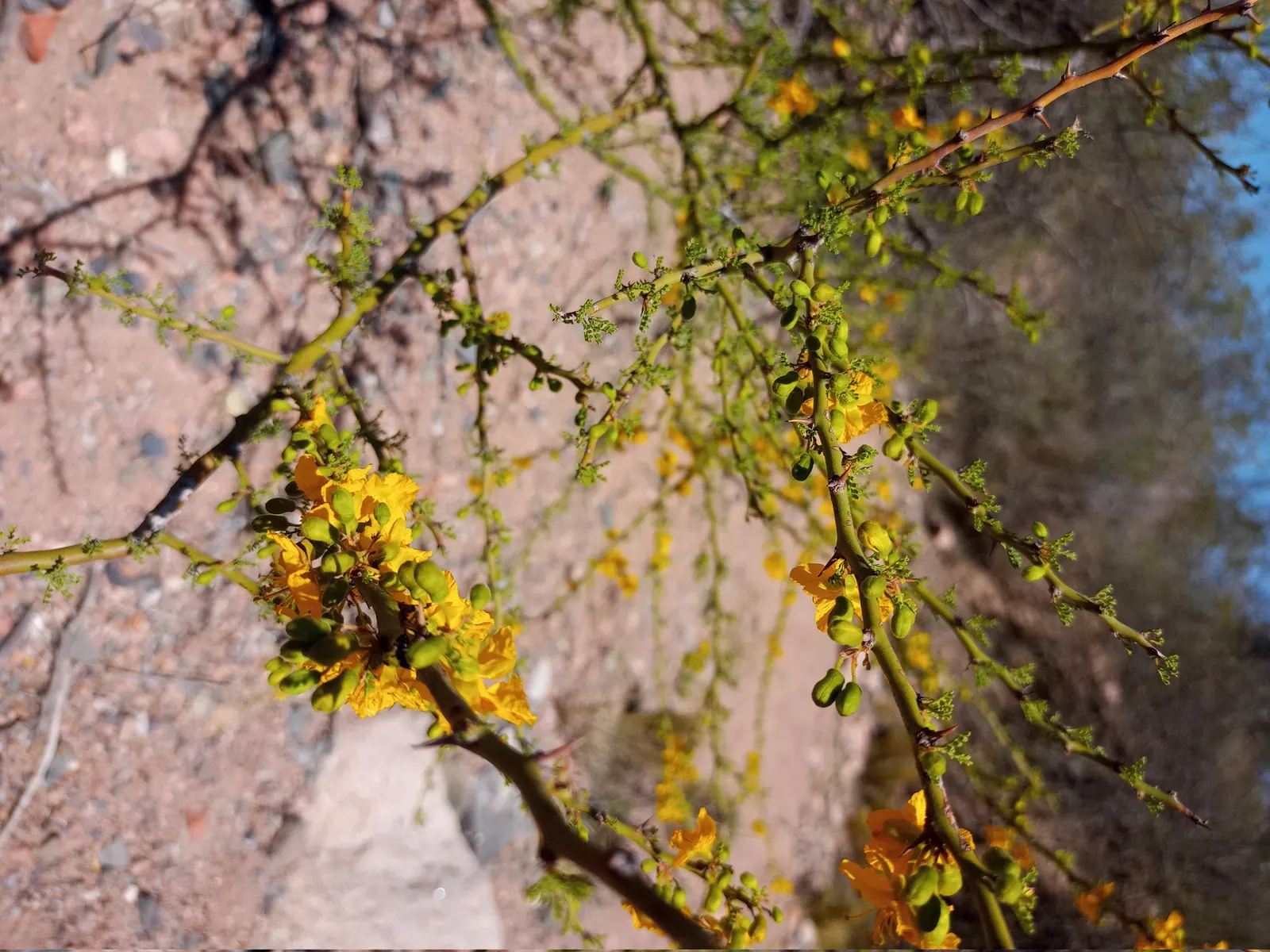 Palo Brea, Sonoran Palo Verde (Parkinsonia Praecox) — that create a brilliant contrast against its greenish-blue canvas