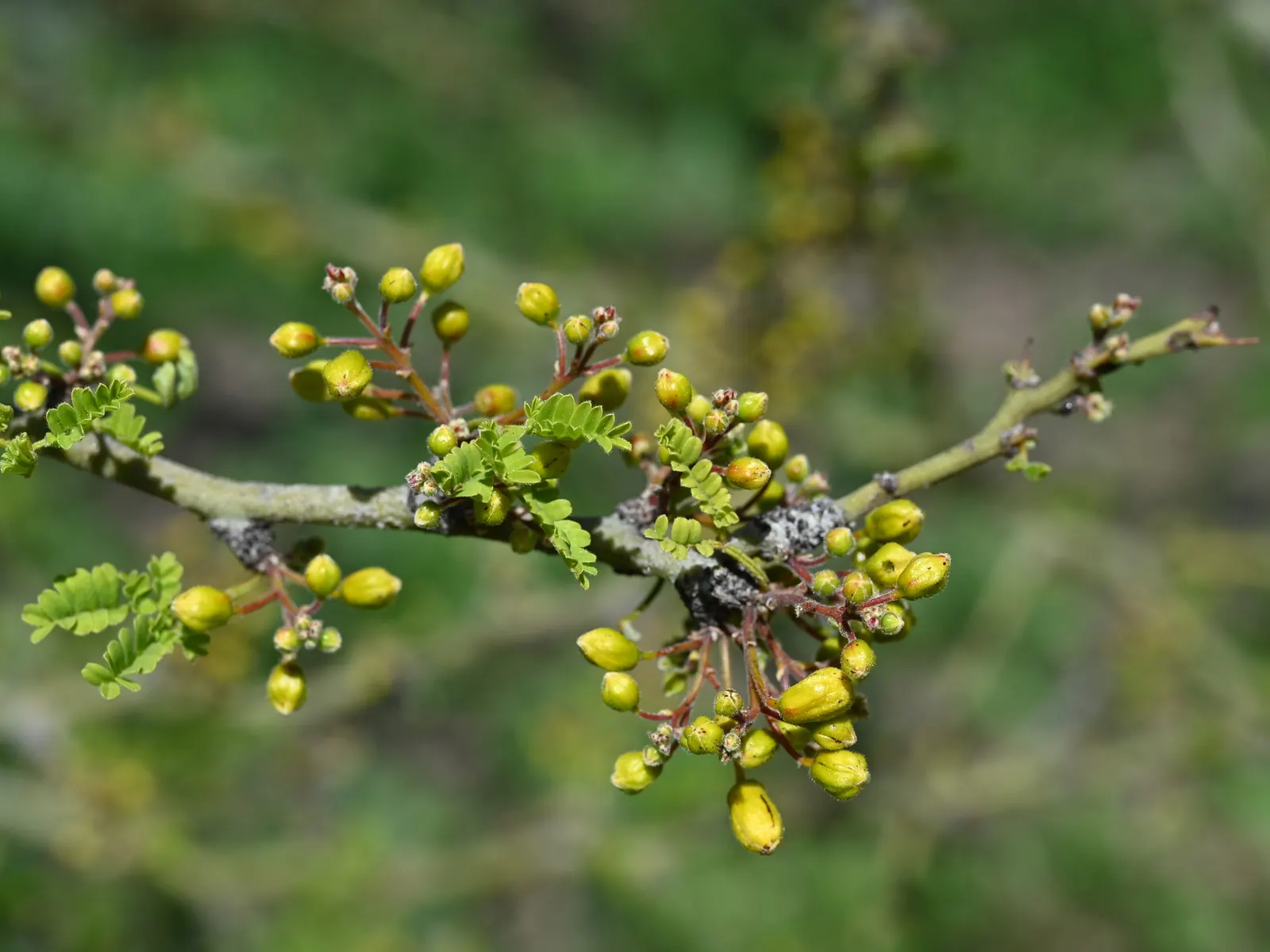 Palo Brea, Sonoran Palo Verde (Parkinsonia Praecox) — greenish-blue trunk and branches twist and turn elegantly