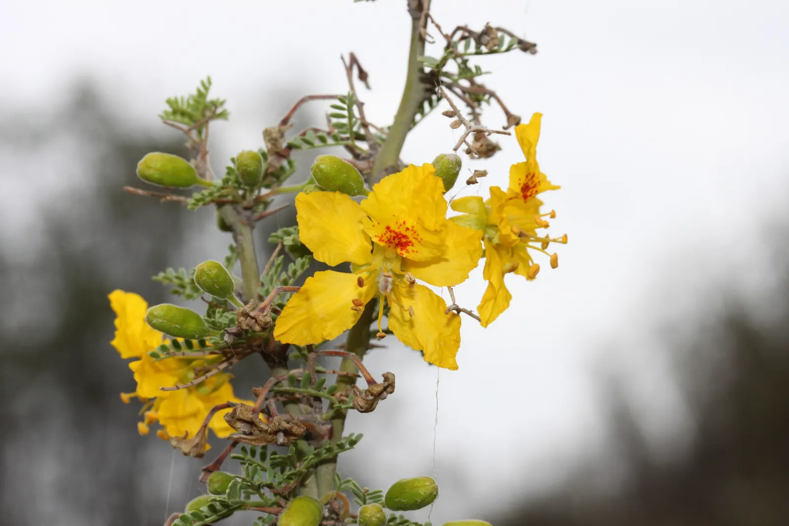 Palo Brea, Sonoran Palo Verde (Parkinsonia Praecox) — the Palo Brea boasts vibrant yellow flowers in spring