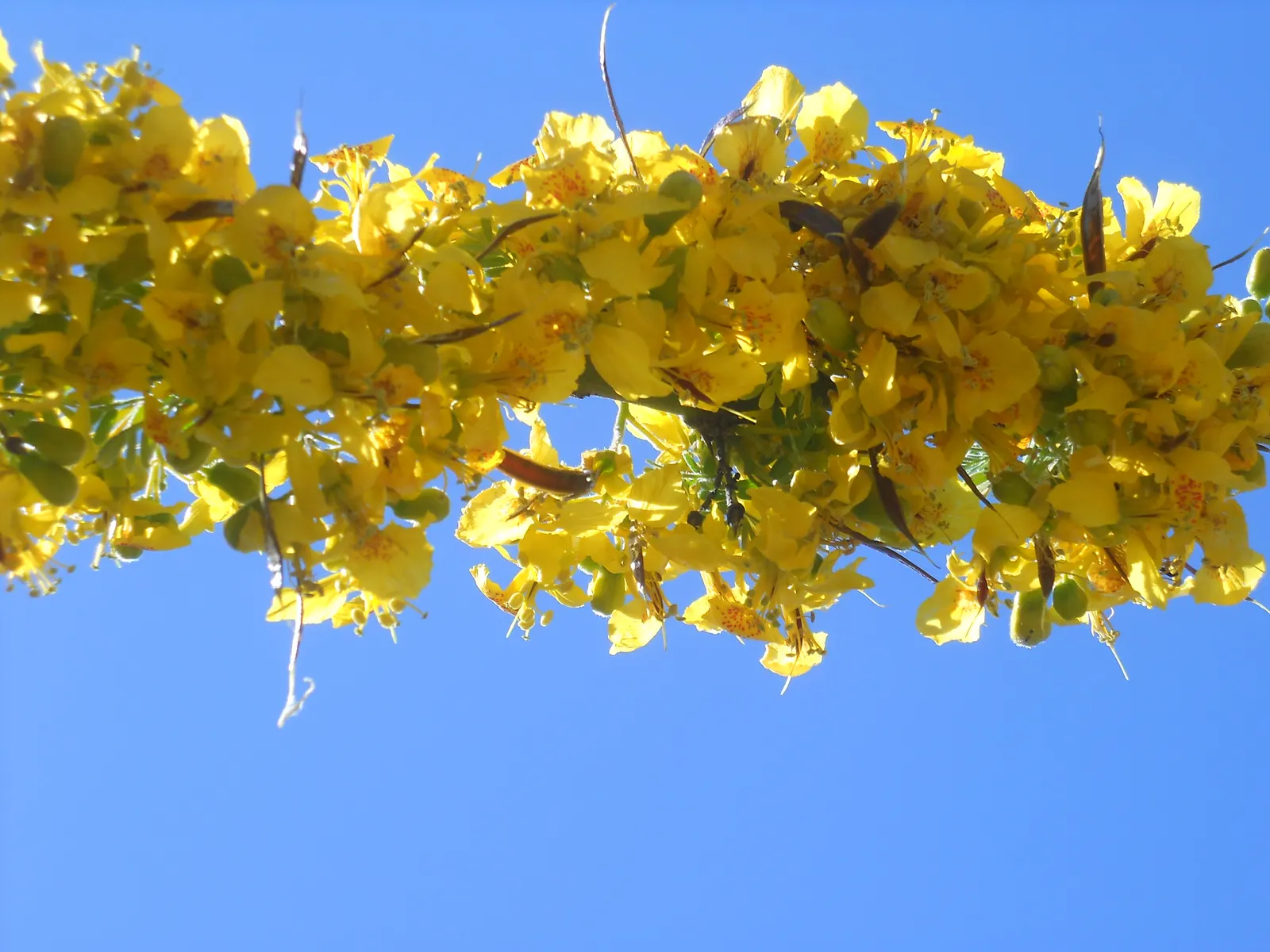 Palo Brea, Sonoran Palo Verde (Parkinsonia Praecox) — Prefers well-draining soils and full sun exposure
