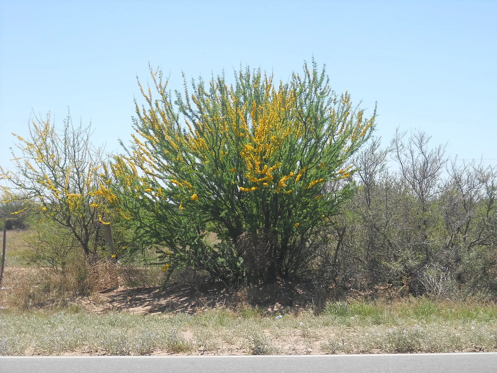 Palo Brea, Sonoran Palo Verde (Parkinsonia Praecox) — Its unique aesthetic is defined by a striking green bark