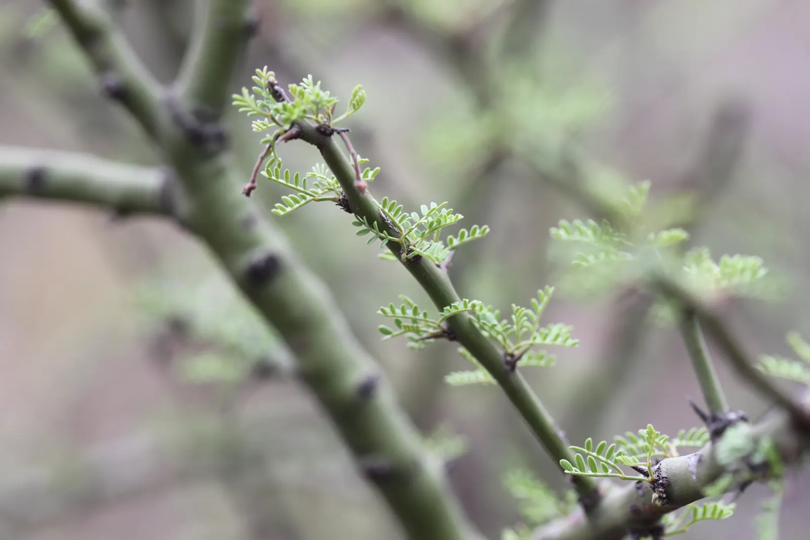 Palo Brea, Sonoran Palo Verde (Parkinsonia Praecox) — it serves as a nectar source for local pollinators