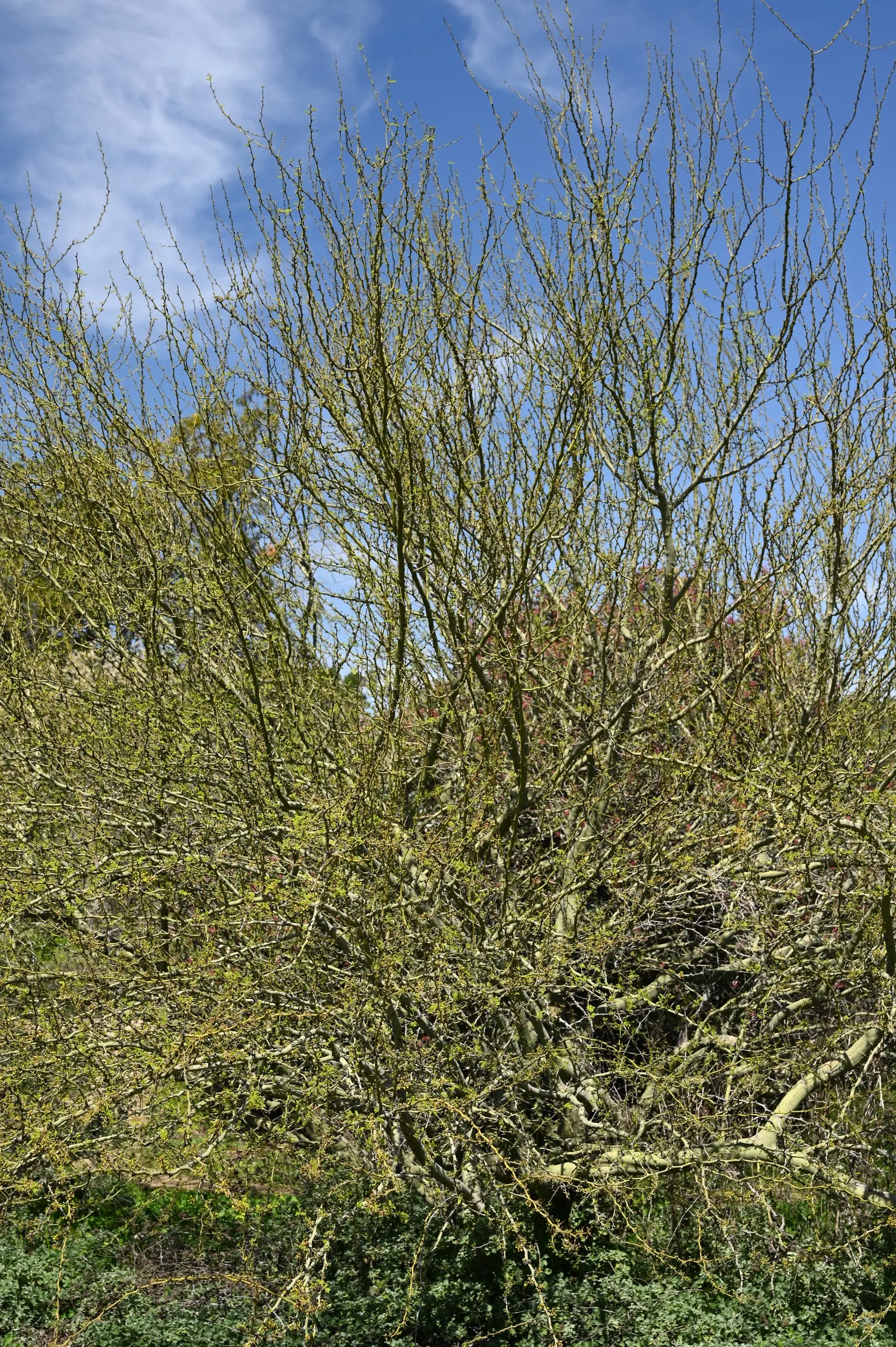Palo Brea, Sonoran Palo Verde (Parkinsonia Praecox) — particularly suited to xeriscaping