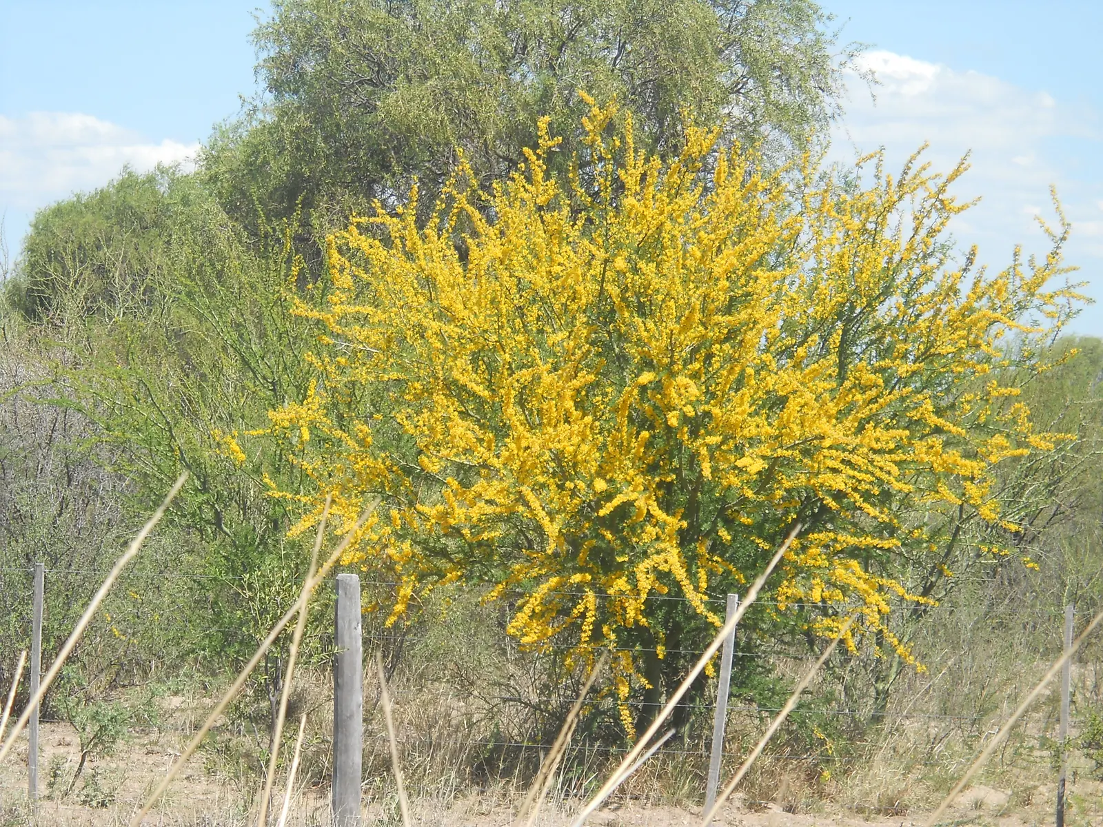 Palo Brea, Sonoran Palo Verde (Parkinsonia Praecox) — is a captivating addition to any Southwestern landscape design