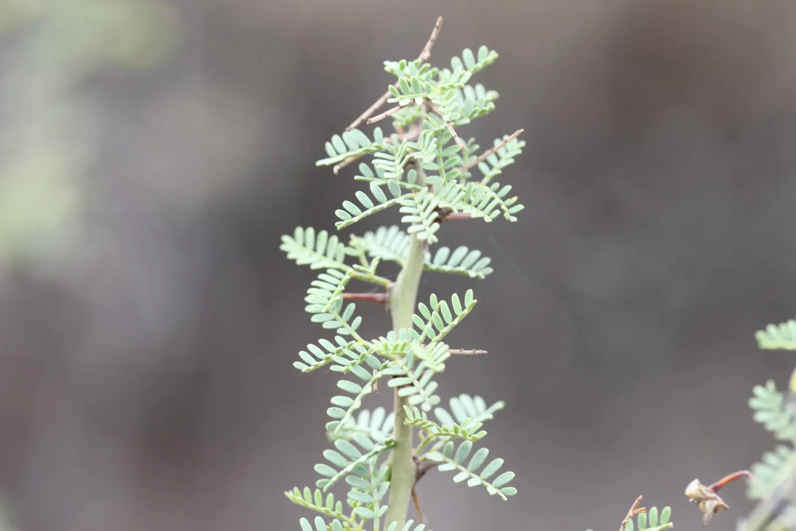 Palo Brea, Sonoran Palo Verde (Parkinsonia Praecox) — is revered for its striking green bark and open