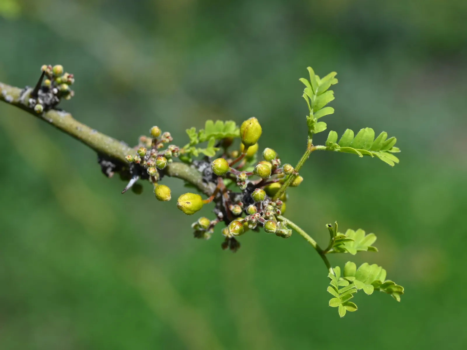 Palo Brea, Sonoran Palo Verde (Parkinsonia Praecox) — which performs the vital function of photosynthesis