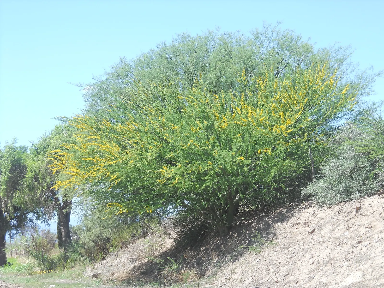 Palo Brea, Sonoran Palo Verde (Parkinsonia Praecox) — Spring ushers in vibrant yellow blossoms that attract pollinators