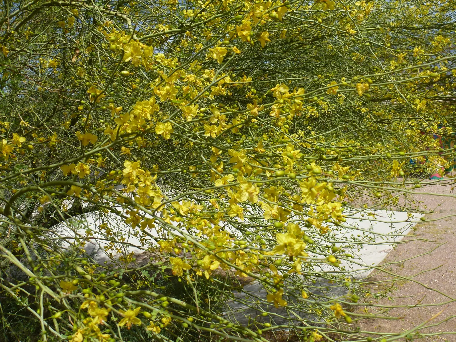 Palo Brea, Sonoran Palo Verde (Parkinsonia Praecox) — providing visual interest throughout the seasons.<br><br>As a deciduous tree