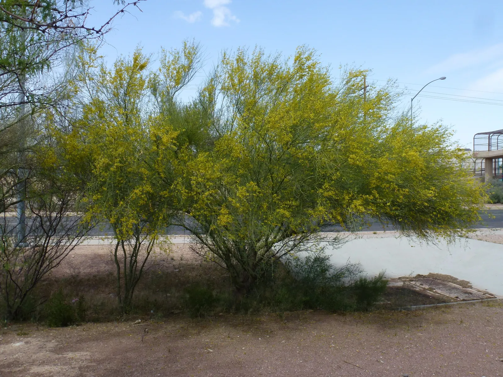 Palo Brea, Sonoran Palo Verde (Parkinsonia Praecox) — especially critical during periods of leaf loss
