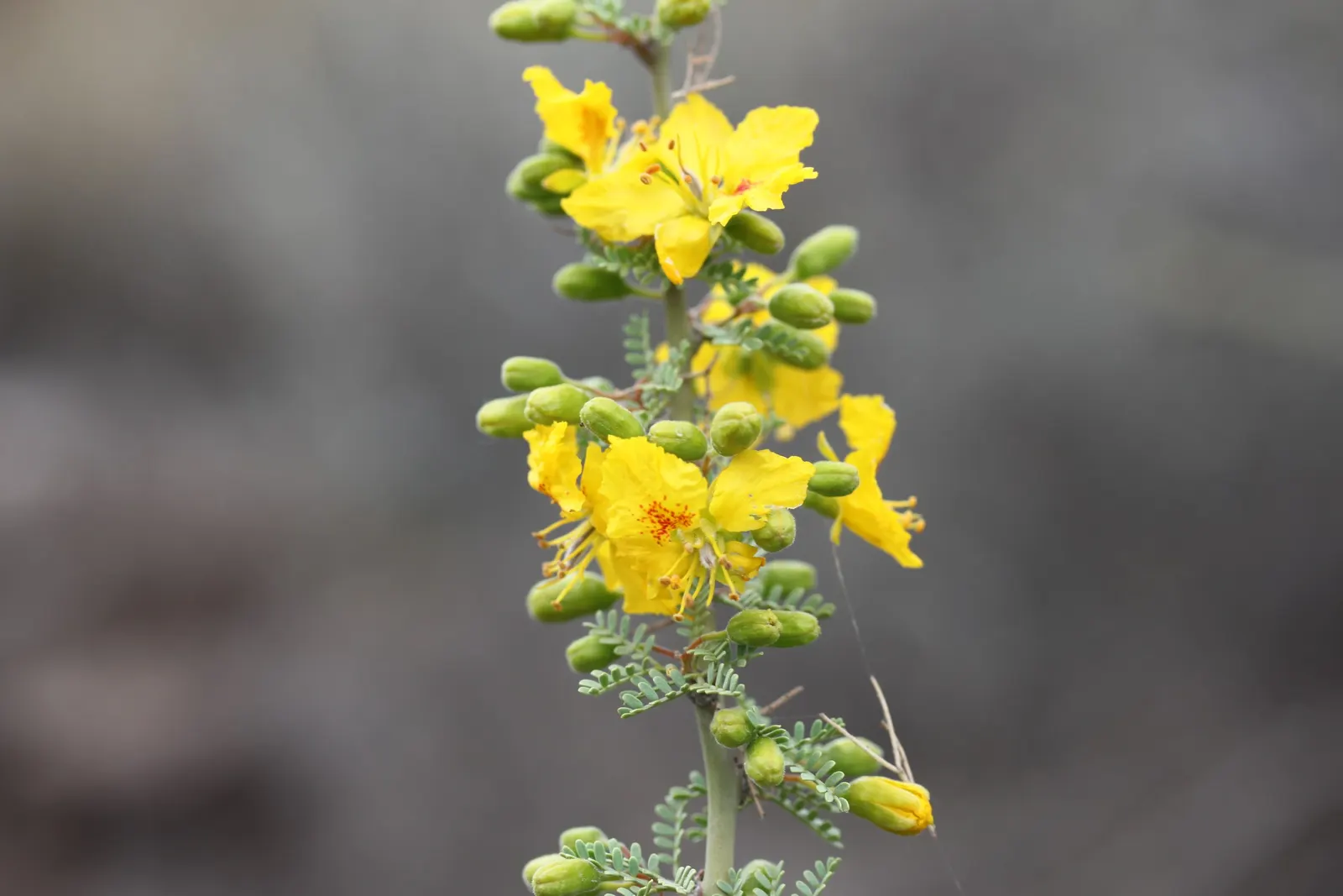 Palo Brea, Sonoran Palo Verde (Parkinsonia Praecox) — a picturesque Sonoran native