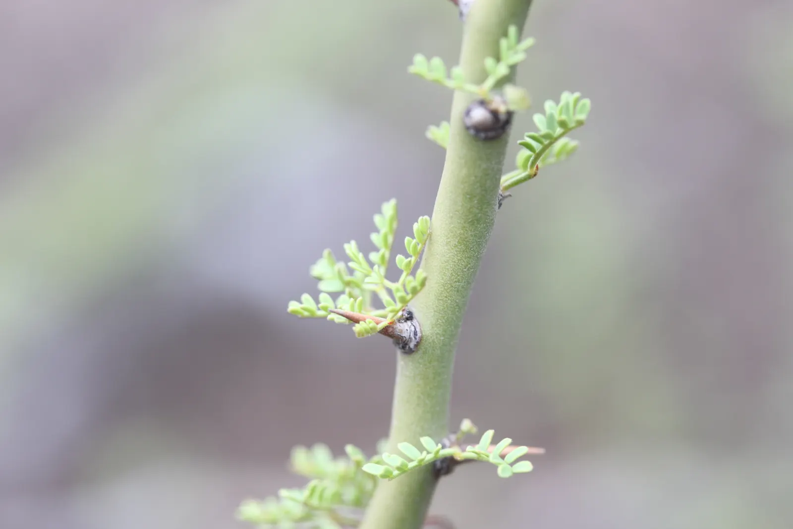 Palo Brea, Sonoran Palo Verde (Parkinsonia Praecox) — usually around late March to May