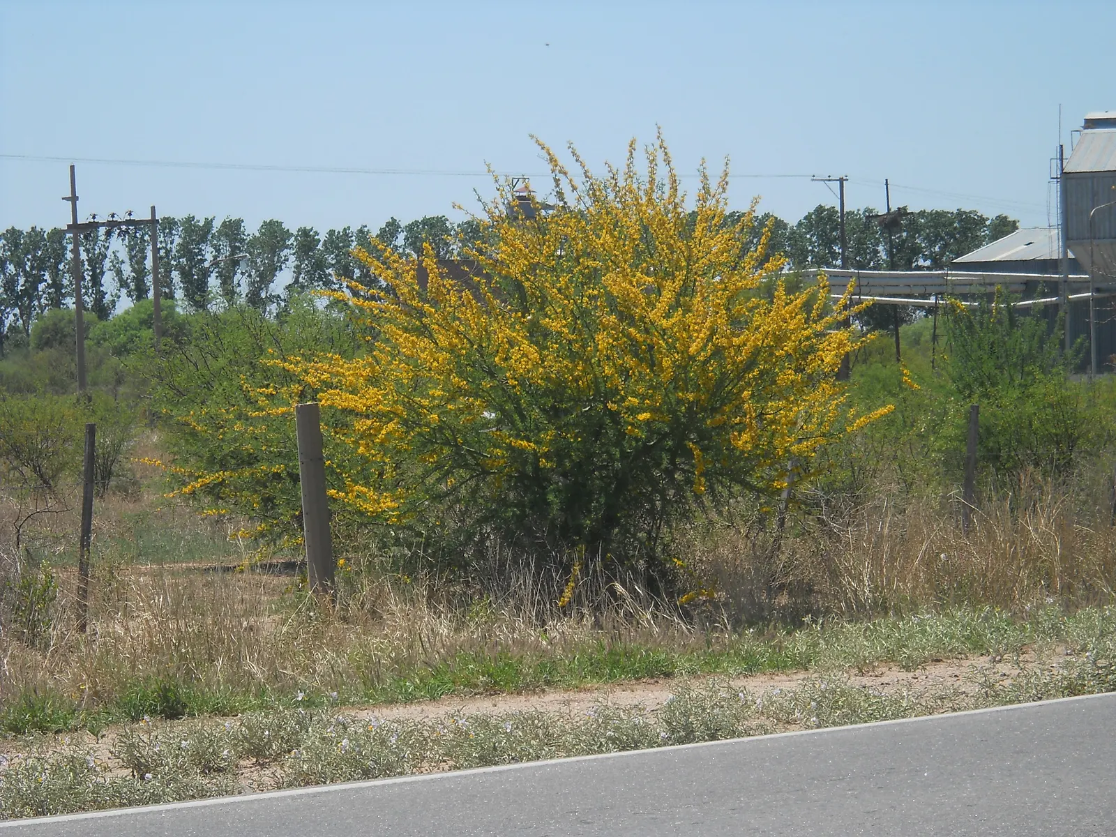 Palo Brea, Sonoran Palo Verde (Parkinsonia Praecox) — also known as the Sonoran Palo Verde or Parkinsonia praecox