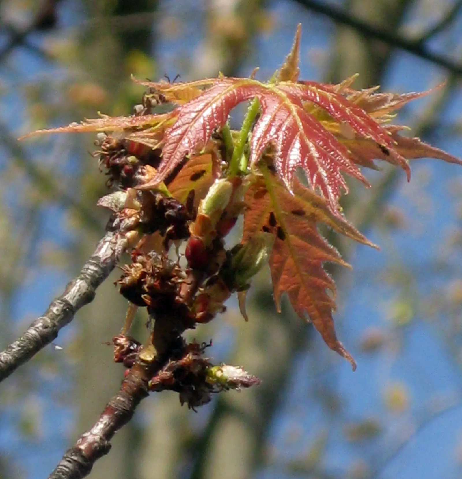 Florida Maple (Acer Floridanum) — Its moderate growth rate makes it a manageable addition to any landscape design