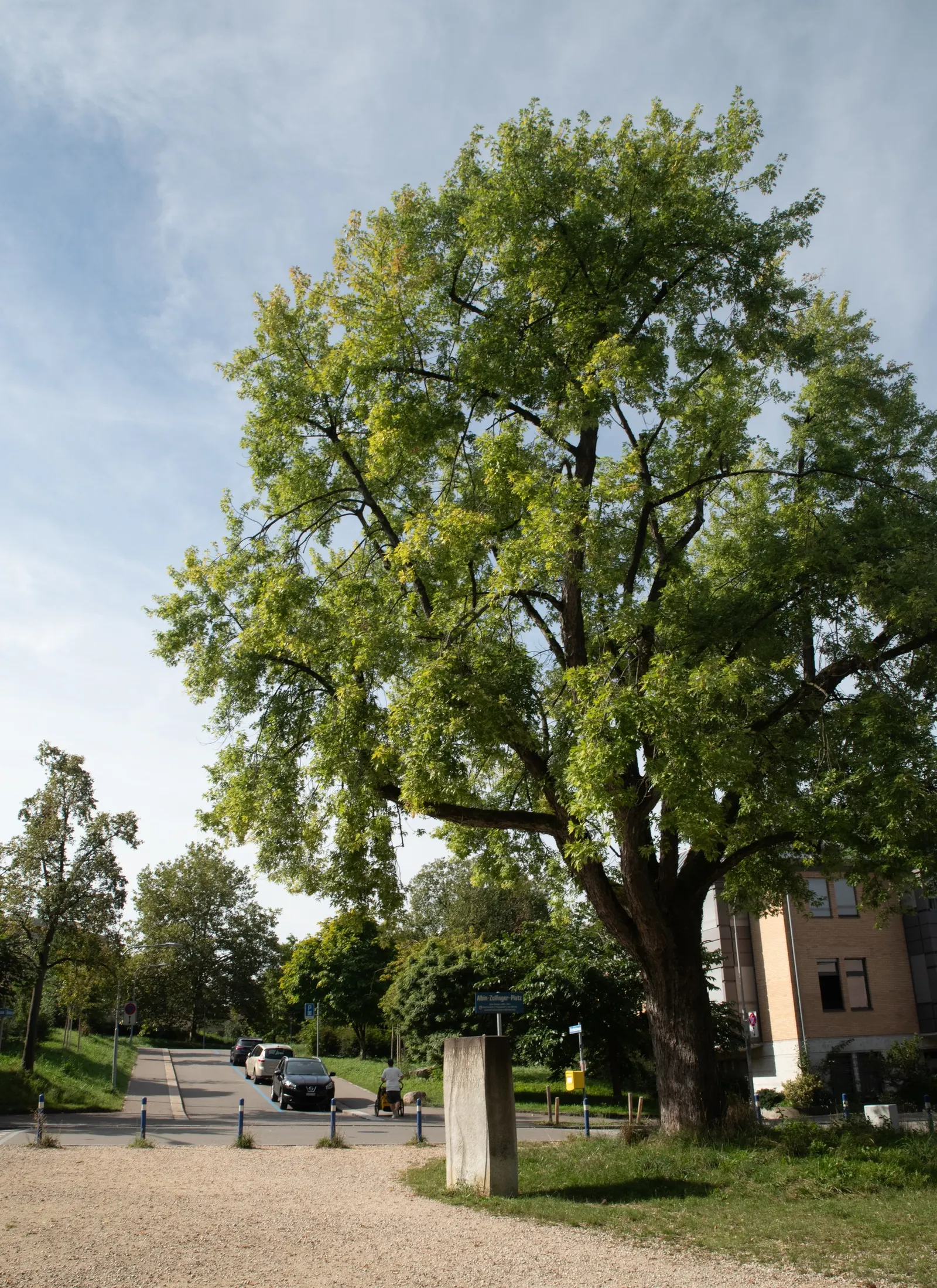 Florida Maple (Acer Floridanum) — is an enchanting deciduous tree native to the southeastern United States