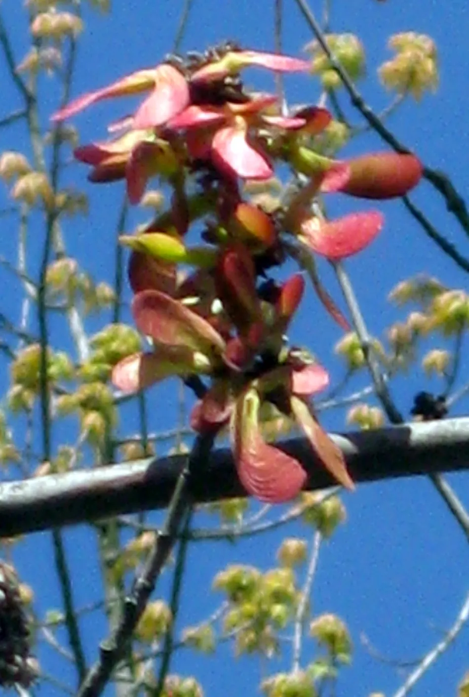 Florida Maple (Acer Floridanum) — Its moderate growth rate and compact size make it an ideal choice for urban landscapes and small garden spaces