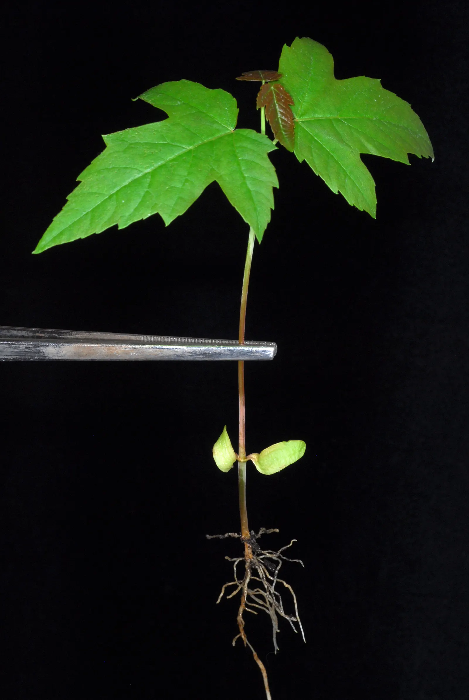 Florida Maple (Acer Floridanum) — Spring brings modest yellowish-green flowers, followed by winged samaras measuring about 1 inch long