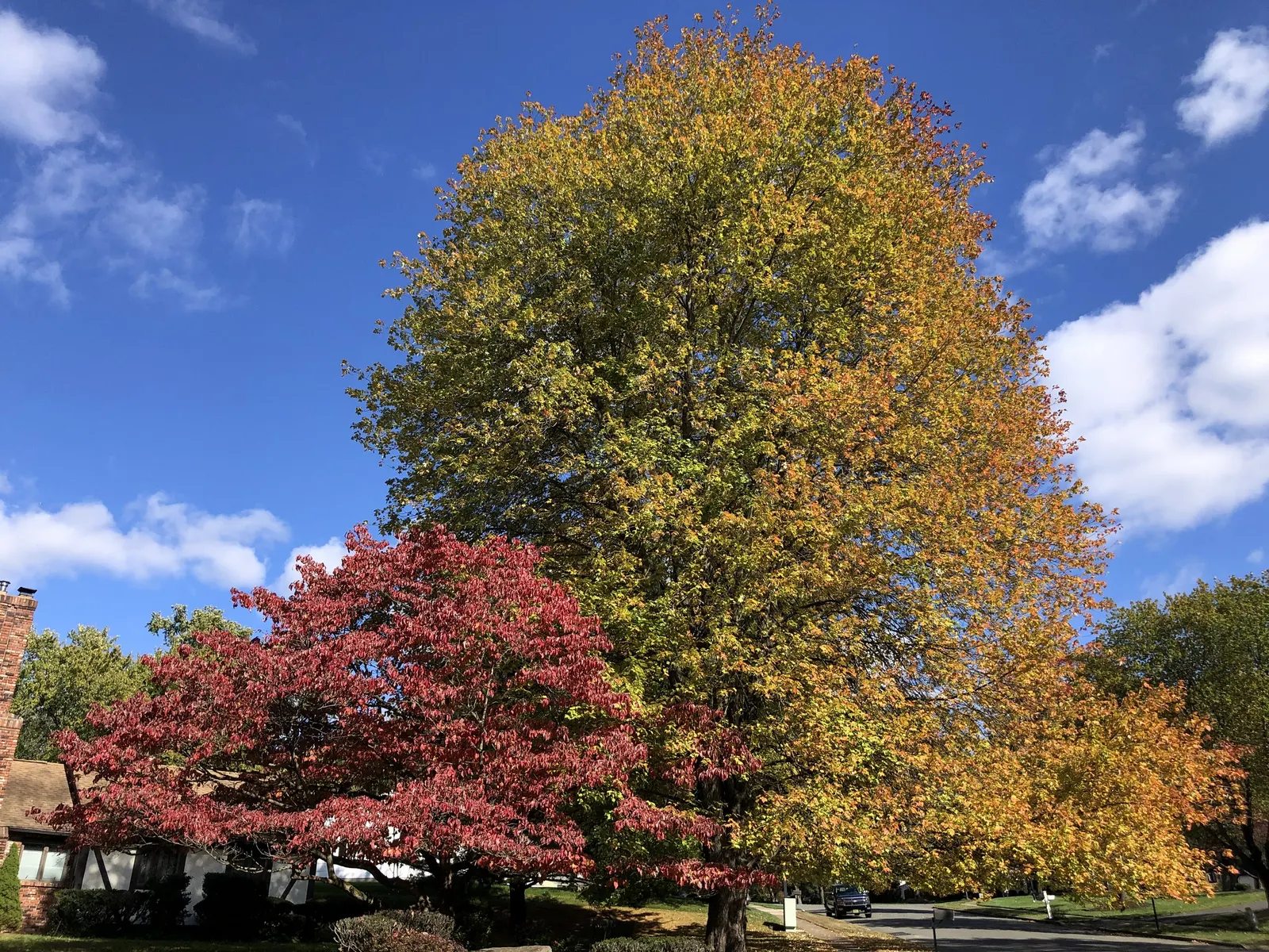Florida Maple (Acer Floridanum) — This maple thrives in moist, well-drained soil and partial to full sun
