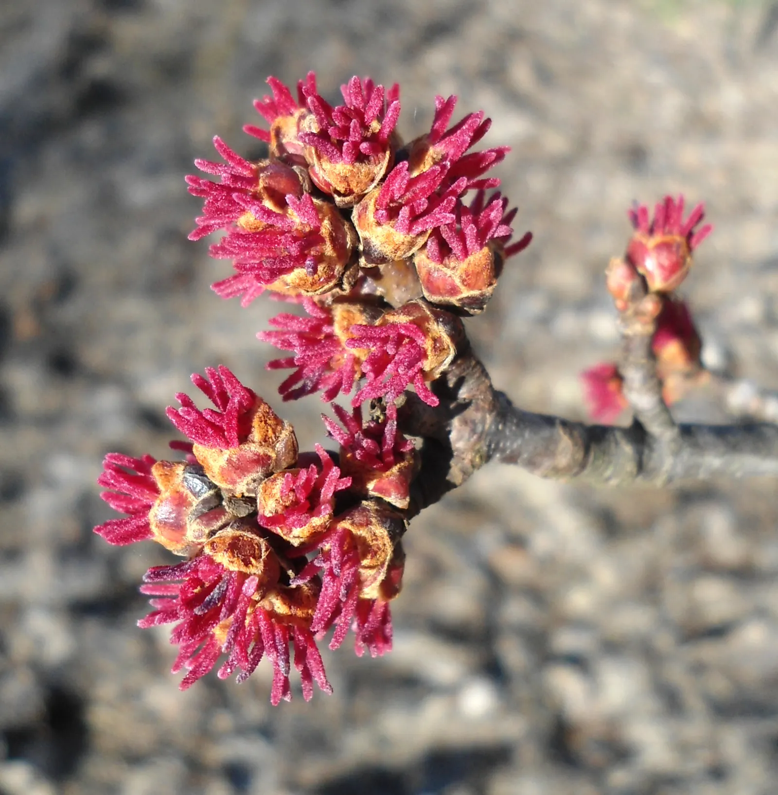 Florida Maple (Acer Floridanum) — though it prefers the warm
