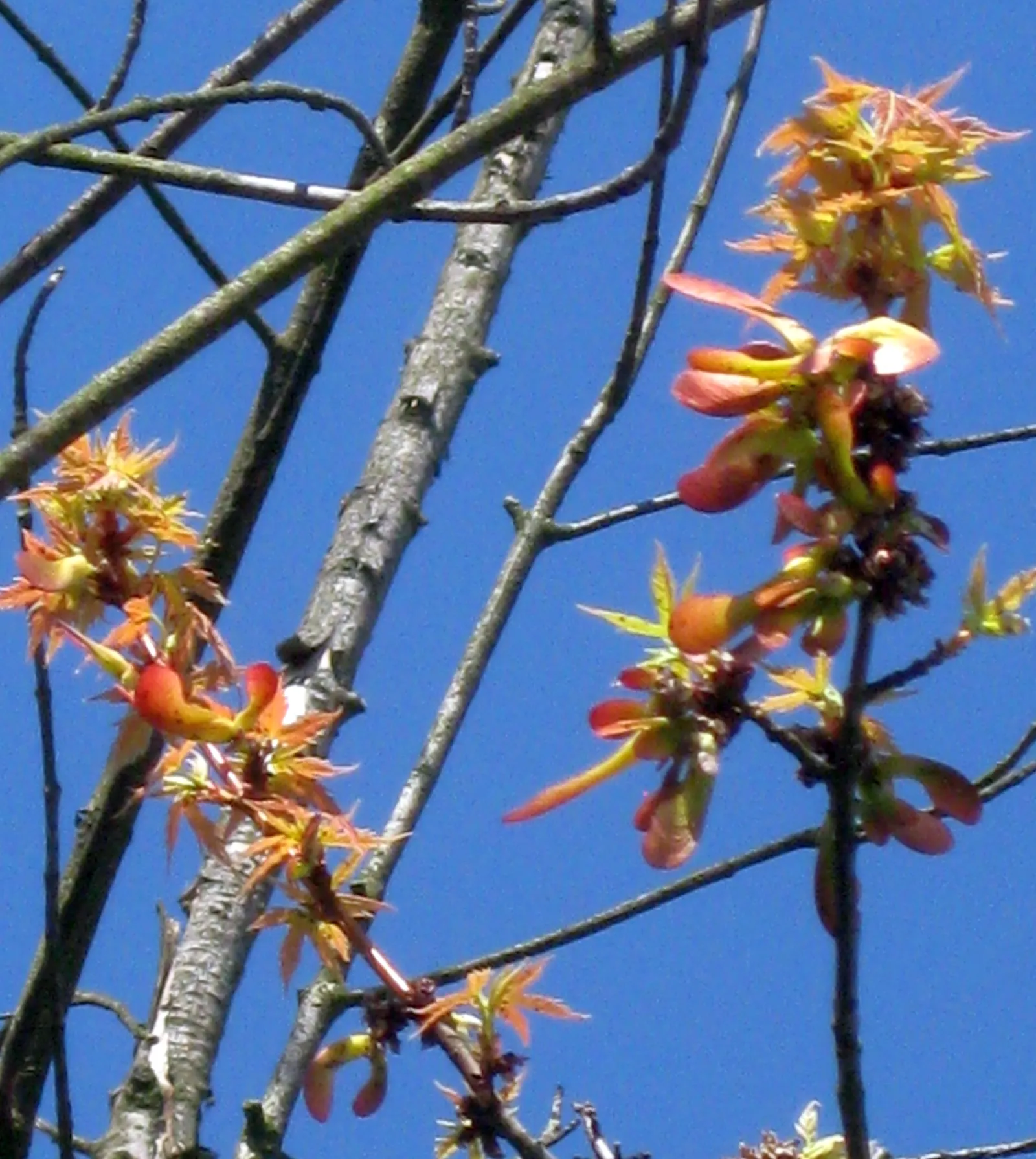 Florida Maple (Acer Floridanum) — It\'s also moderately drought-tolerant once established