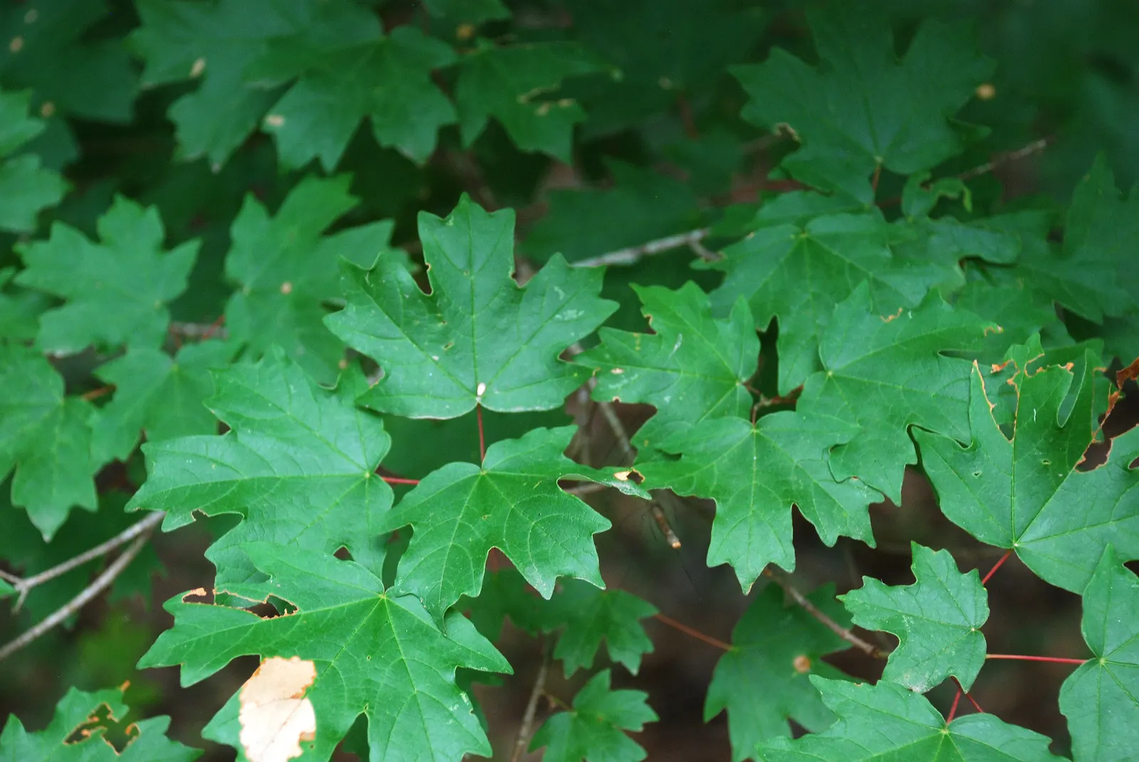 Florida Maple (Acer Floridanum) — it prospers in various climates