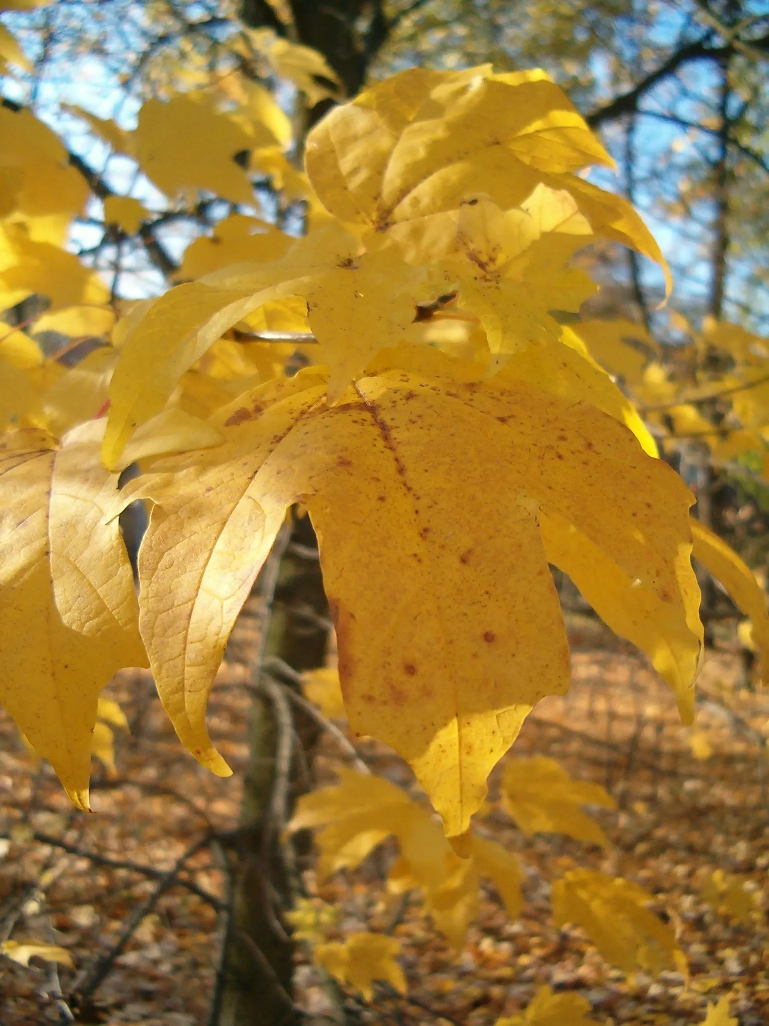 Florida Maple (Acer Floridanum) — is a deciduous tree revered for its beautiful foliage that turns bright yellow to red in fall