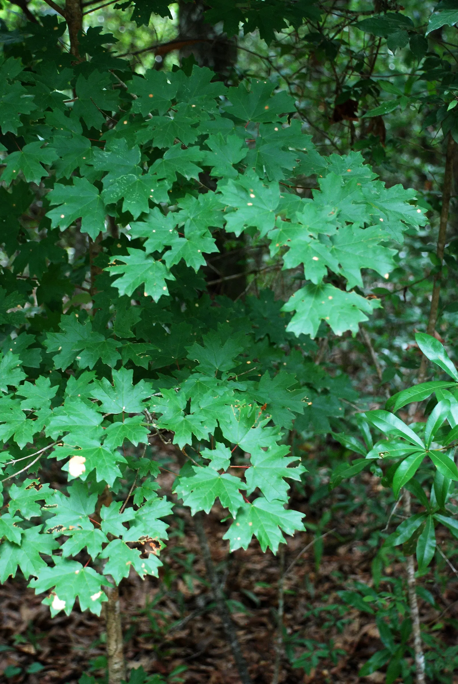 Florida Maple (Acer Floridanum) — and with a hardiness in USDA zones 5-9