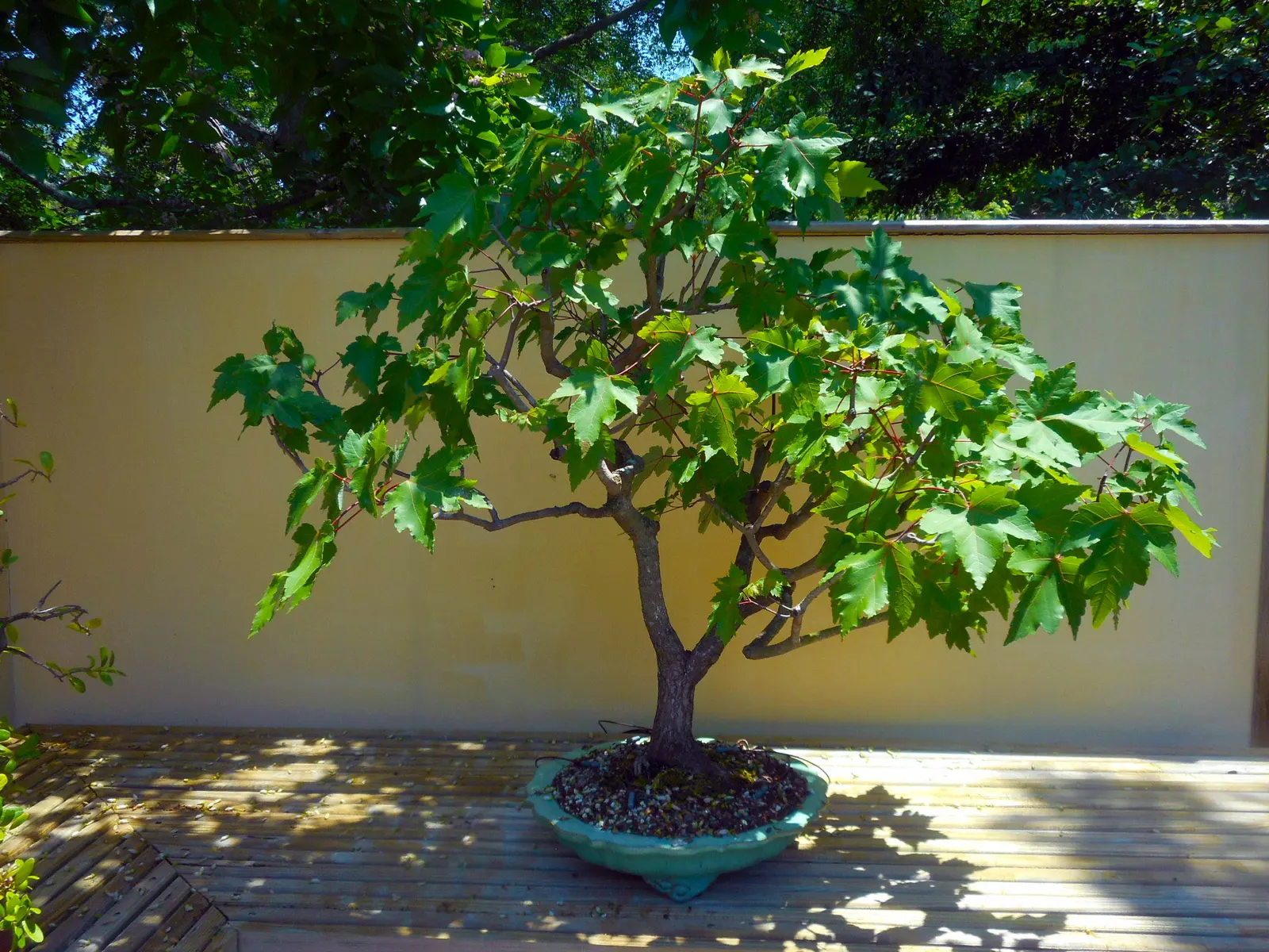 Florida Maple (Acer Floridanum) — with a spread of 25 to 35 feet when fully mature