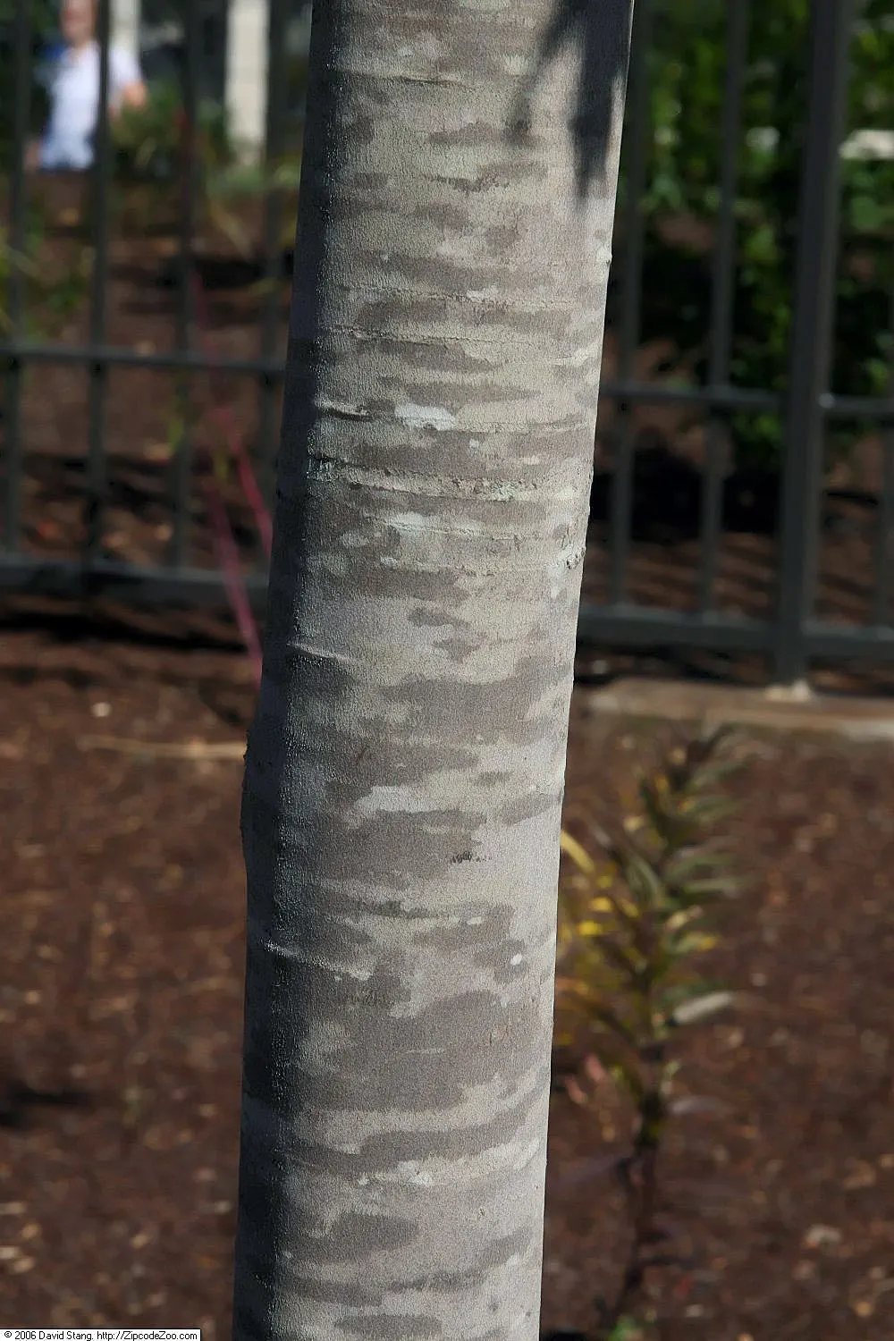 Florida Maple (Acer Floridanum) — Florida Maple requires well-drained soil and full sun to partial shade