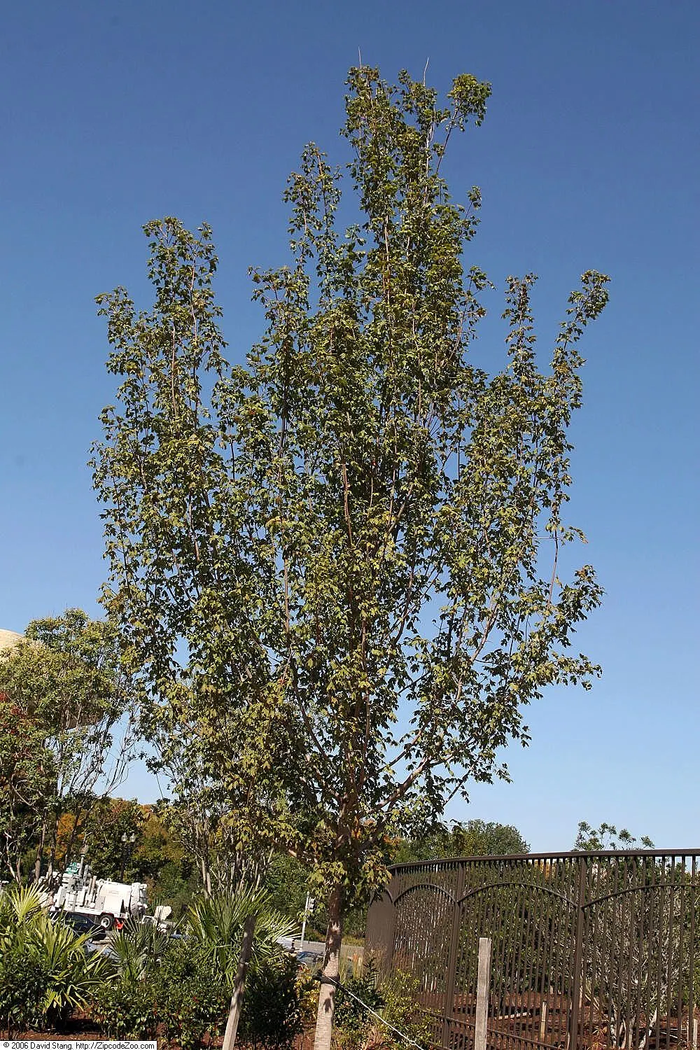 Florida Maple (Acer Floridanum) — with a particular prevalence in Florida
