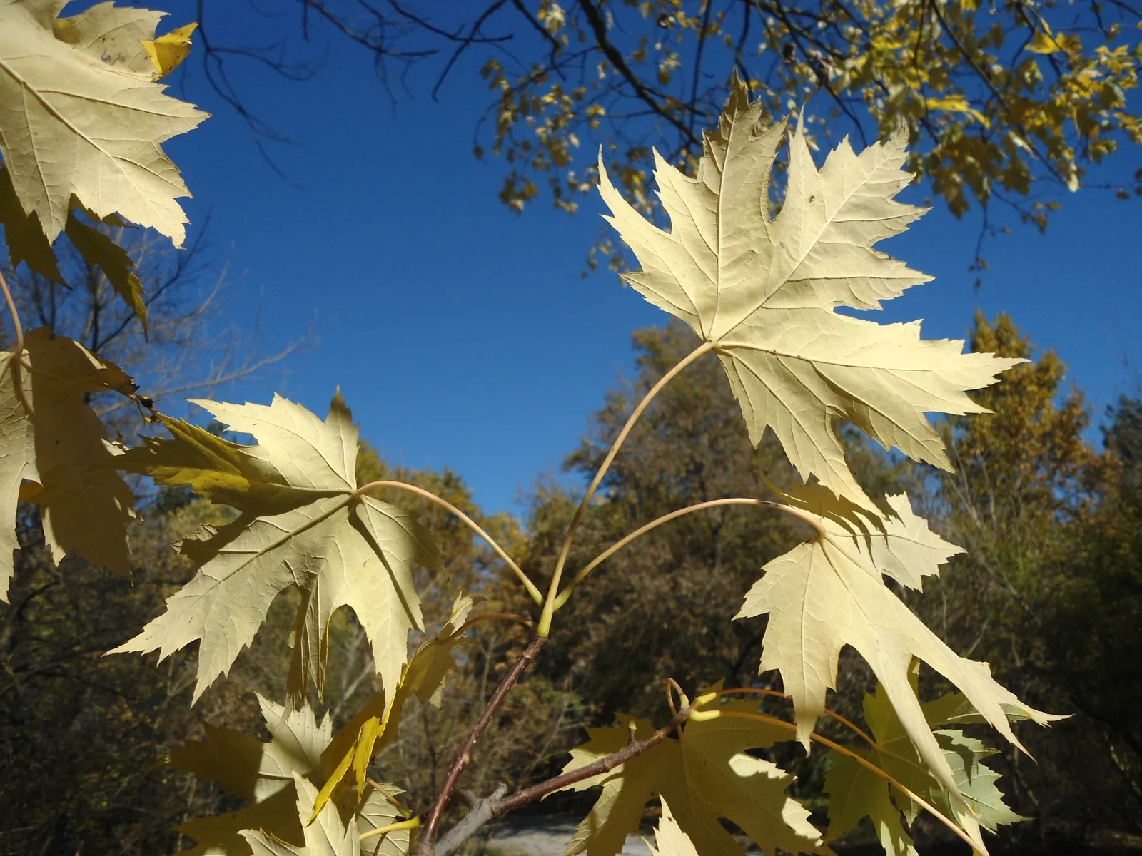 Florida Maple (Acer Floridanum) — becoming more furrowed with age