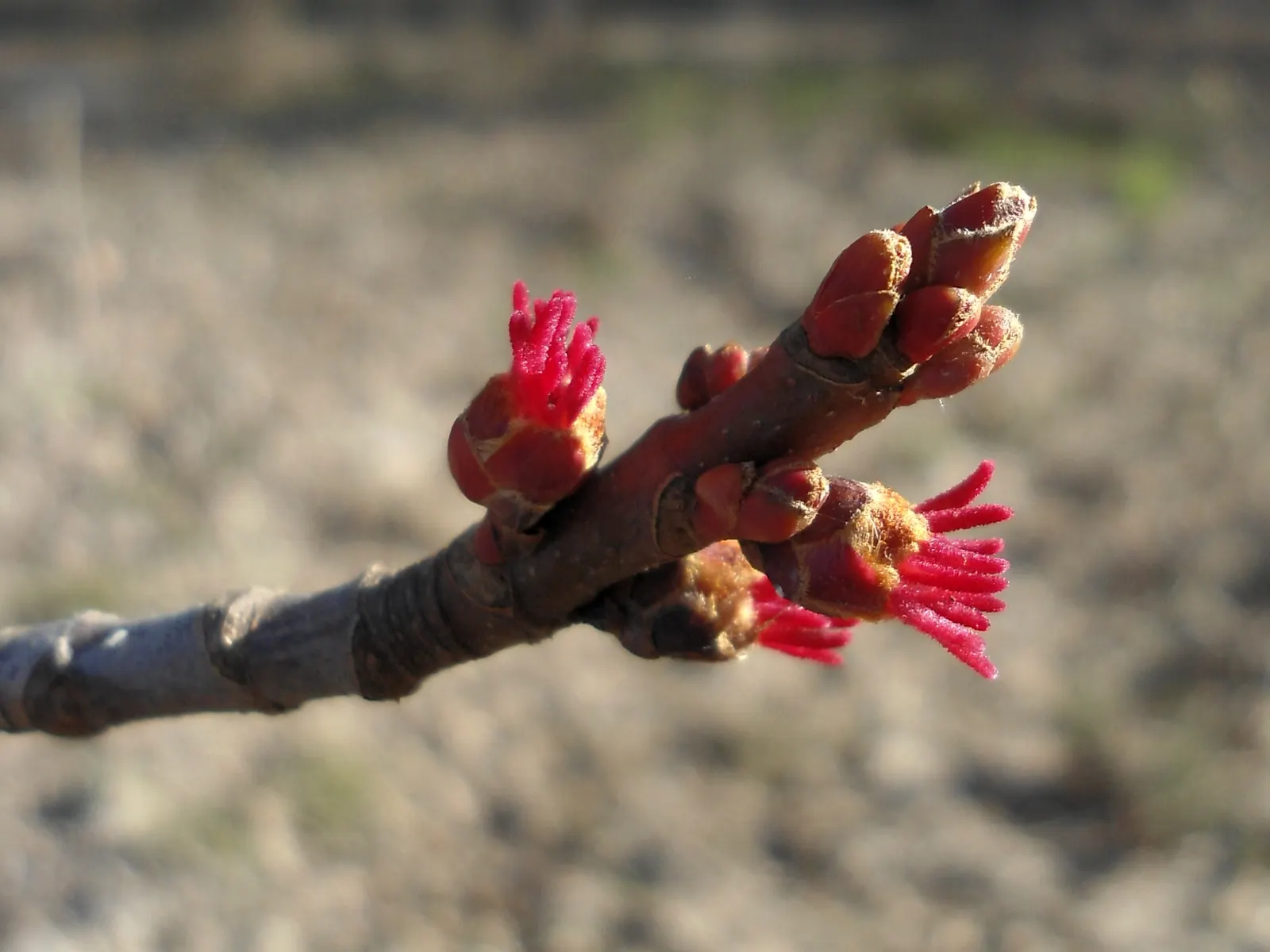Florida Maple (Acer Floridanum) — This stately maple presents a dense