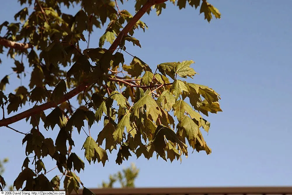 Florida Maple (Acer Floridanum) — rounded crown and typically reaches an imposing height of 20 to 60 feet
