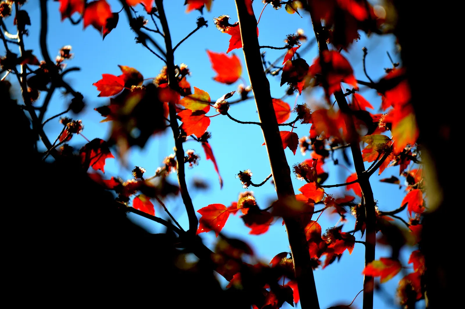 Florida Maple (Acer Floridanum) — It grows 20-30 feet with a canopy spread also up to 30 feet, preferring zones 5-9