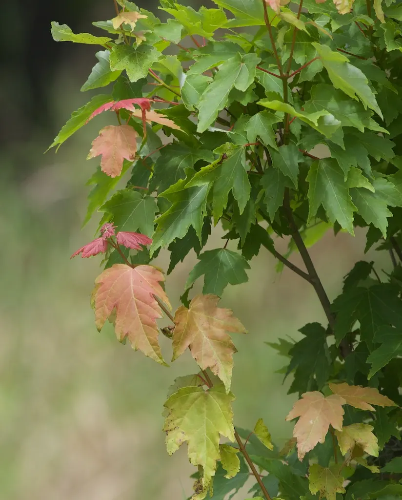 Florida Maple (Acer Floridanum) — with a classic maple shape.<br><br>The tree\'s bark is smooth and gray when young
