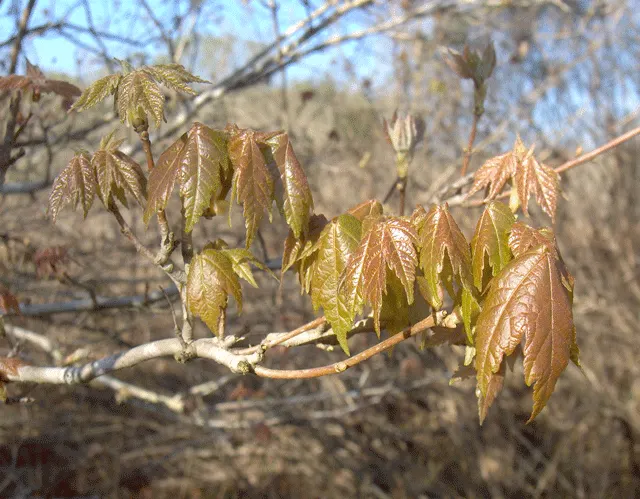 Florida Maple (Acer Floridanum) — This autumnal display adds significant visual interest to any garden
