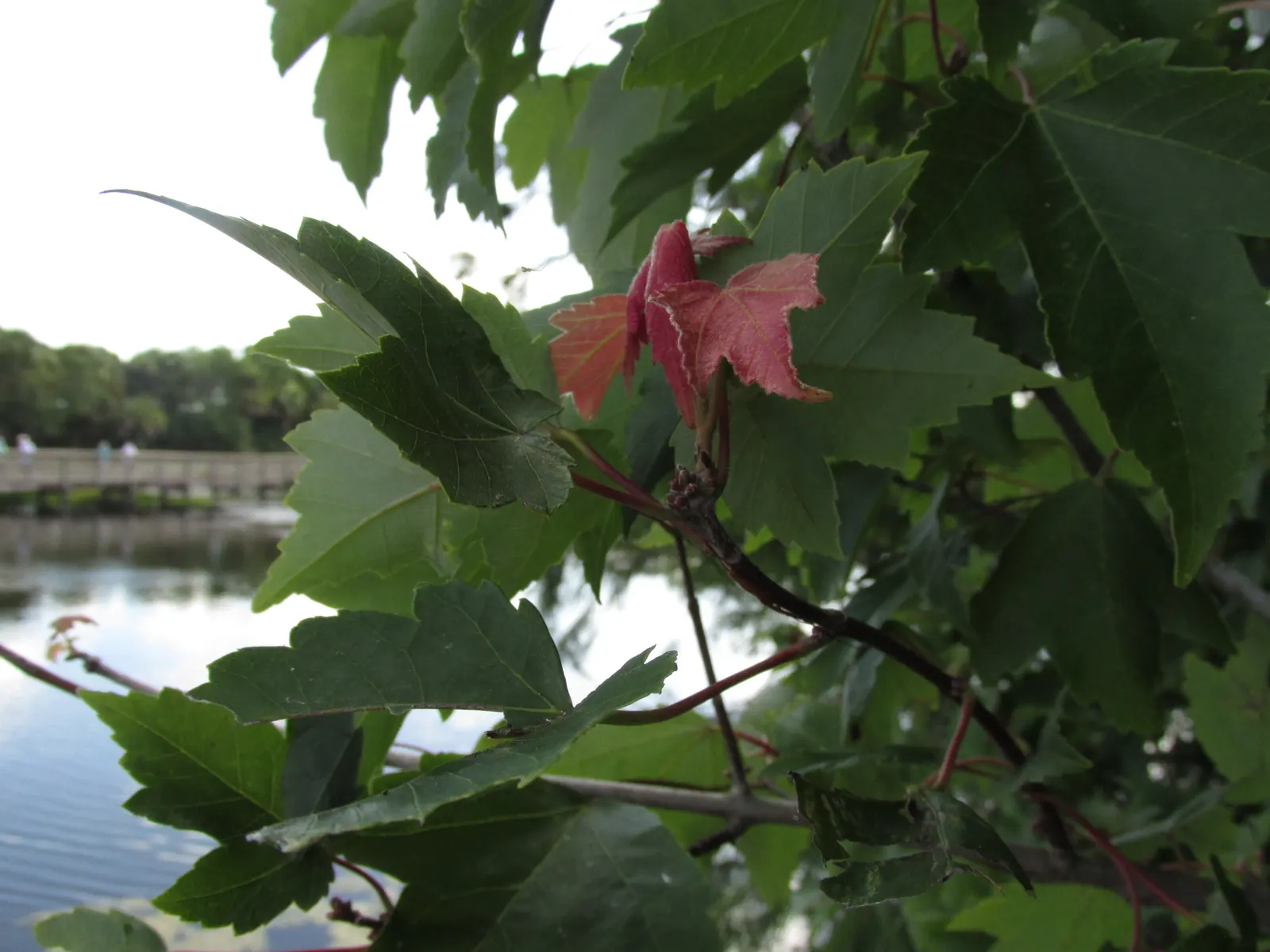 Florida Maple (Acer Floridanum) — and relatively low-maintenance