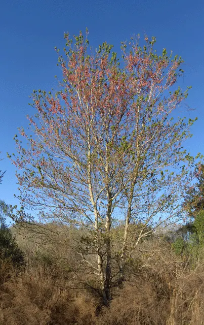 Florida Maple (Acer Floridanum) — the leaves are generally 3 to 6 inches wide