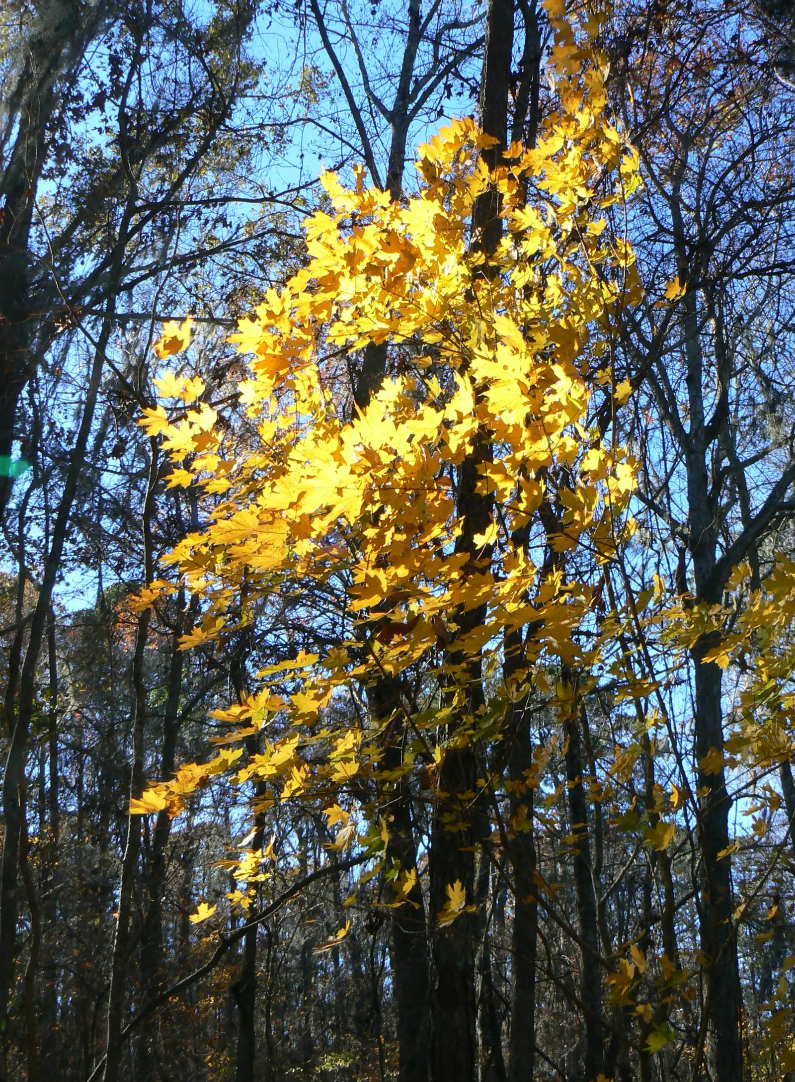 Florida Maple (Acer Floridanum) — humid conditions of the South.<br><br>Distinctive for its vibrant fall color