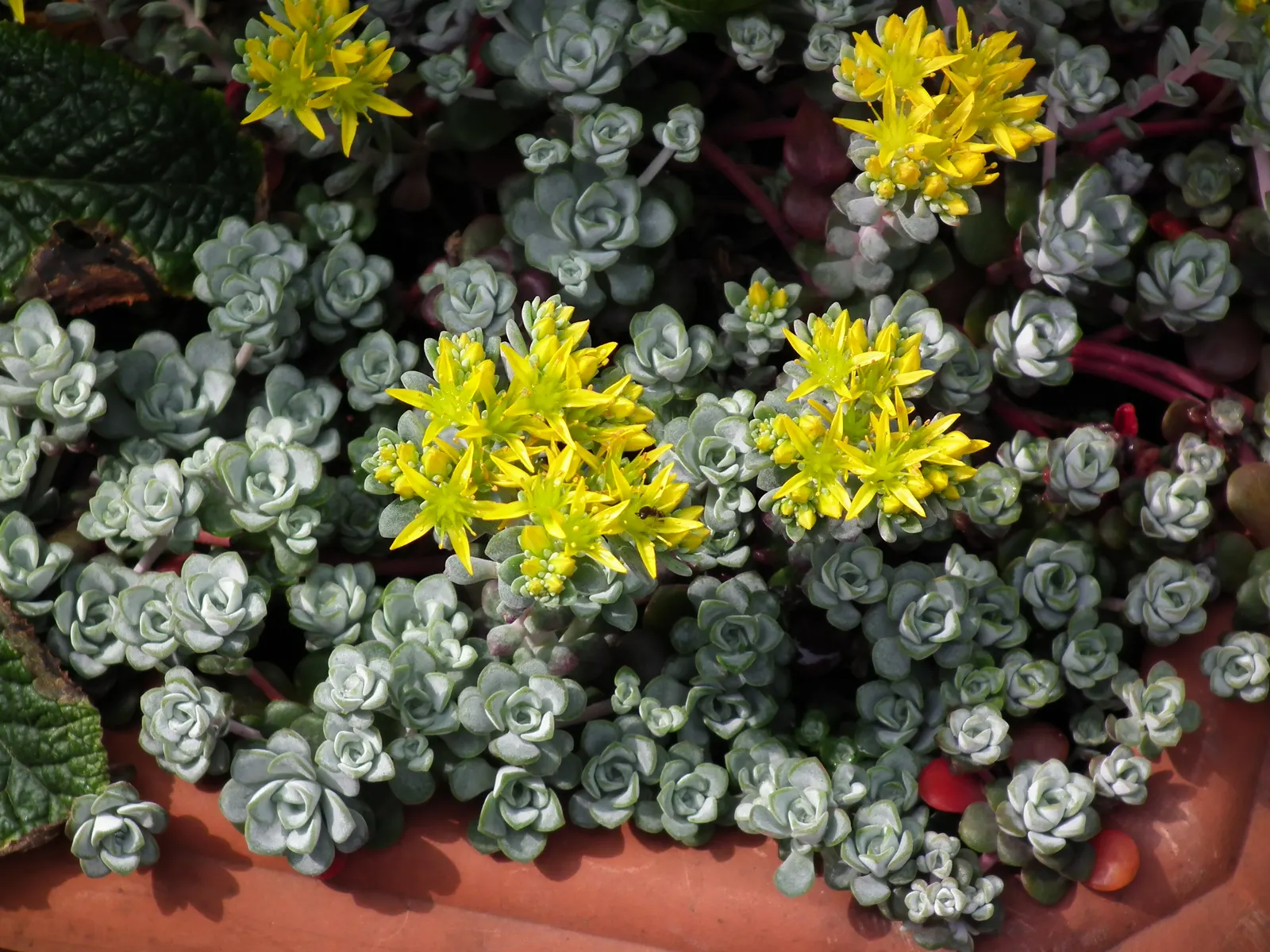 Cape Blanco Sedum (Sedum Spathulifolium 'Cape Blanco') — The Cape Blanco Sedum (Sedum spathulifolium 'Cape Blanco') is an eye-catching