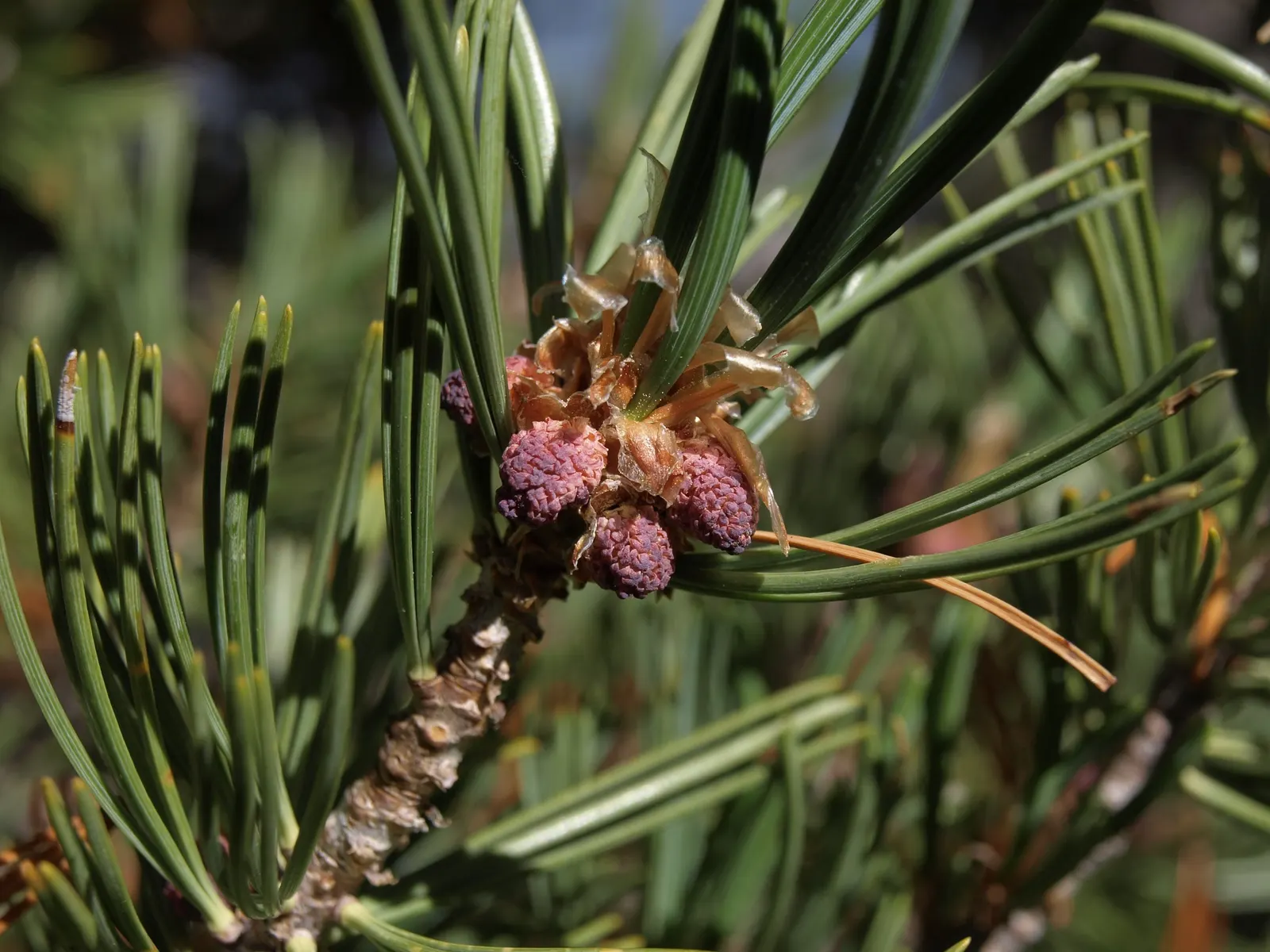 Western White Pine (Pinus Monticola) — Ideal as a specimen tree, it commands attention in vast landscapes; the Western White Pine possesses a slender