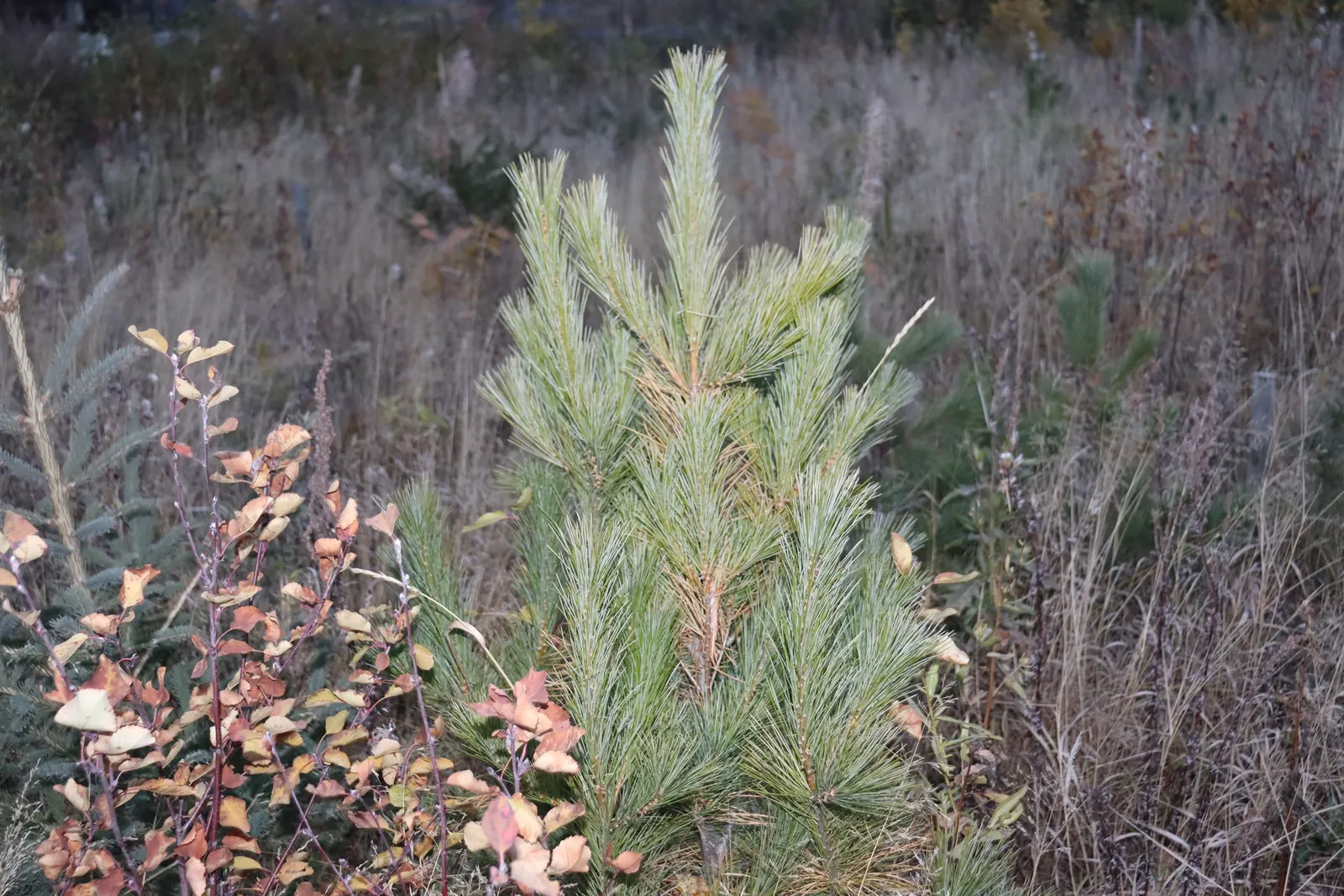 Western White Pine (Pinus Monticola) — This resilient tree prefers full sun and moist, well-drained soils