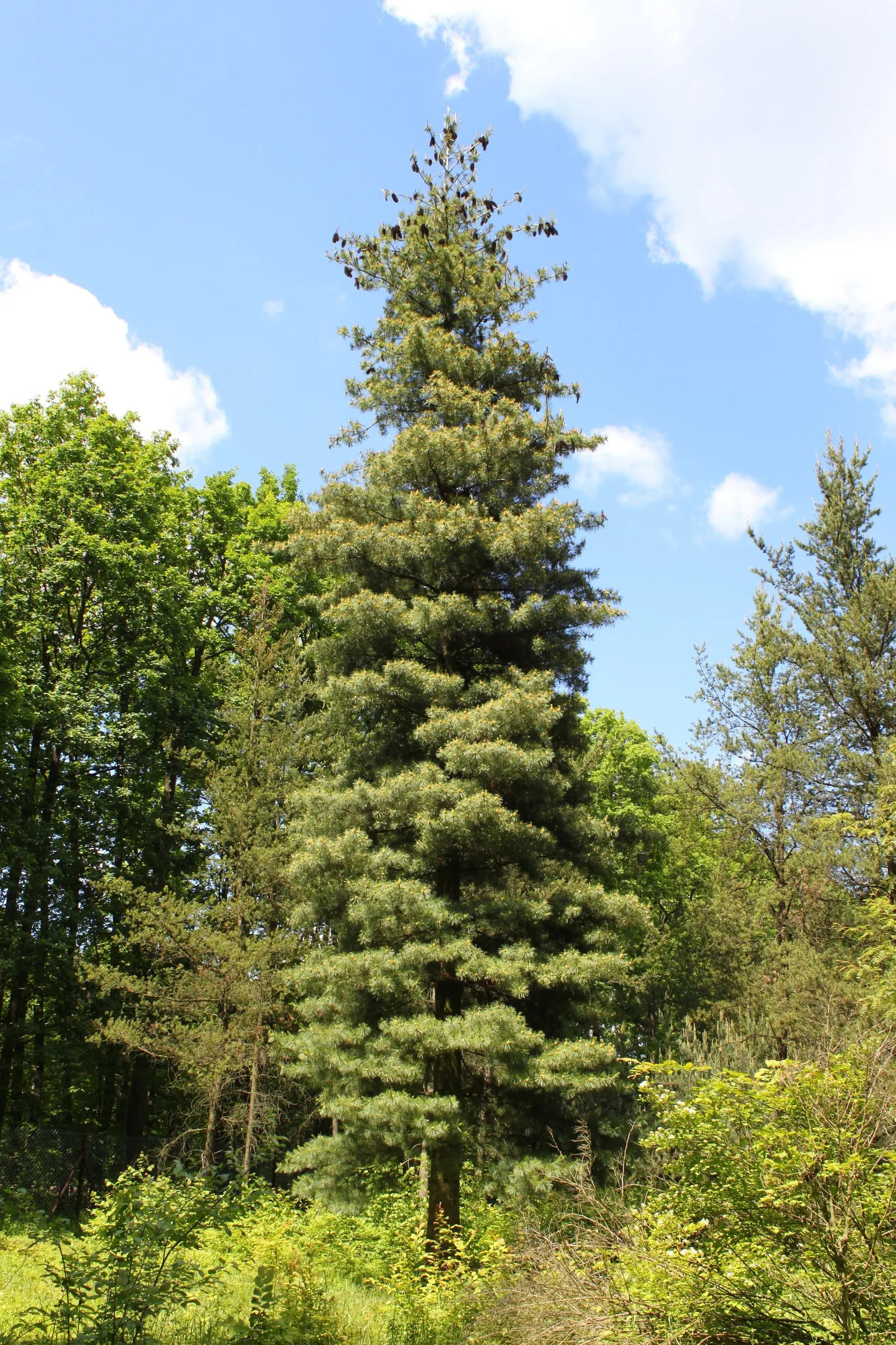 Western White Pine (Pinus Monticola) — It prefers full sun and well-drained soils but can adapt to a variety of conditions