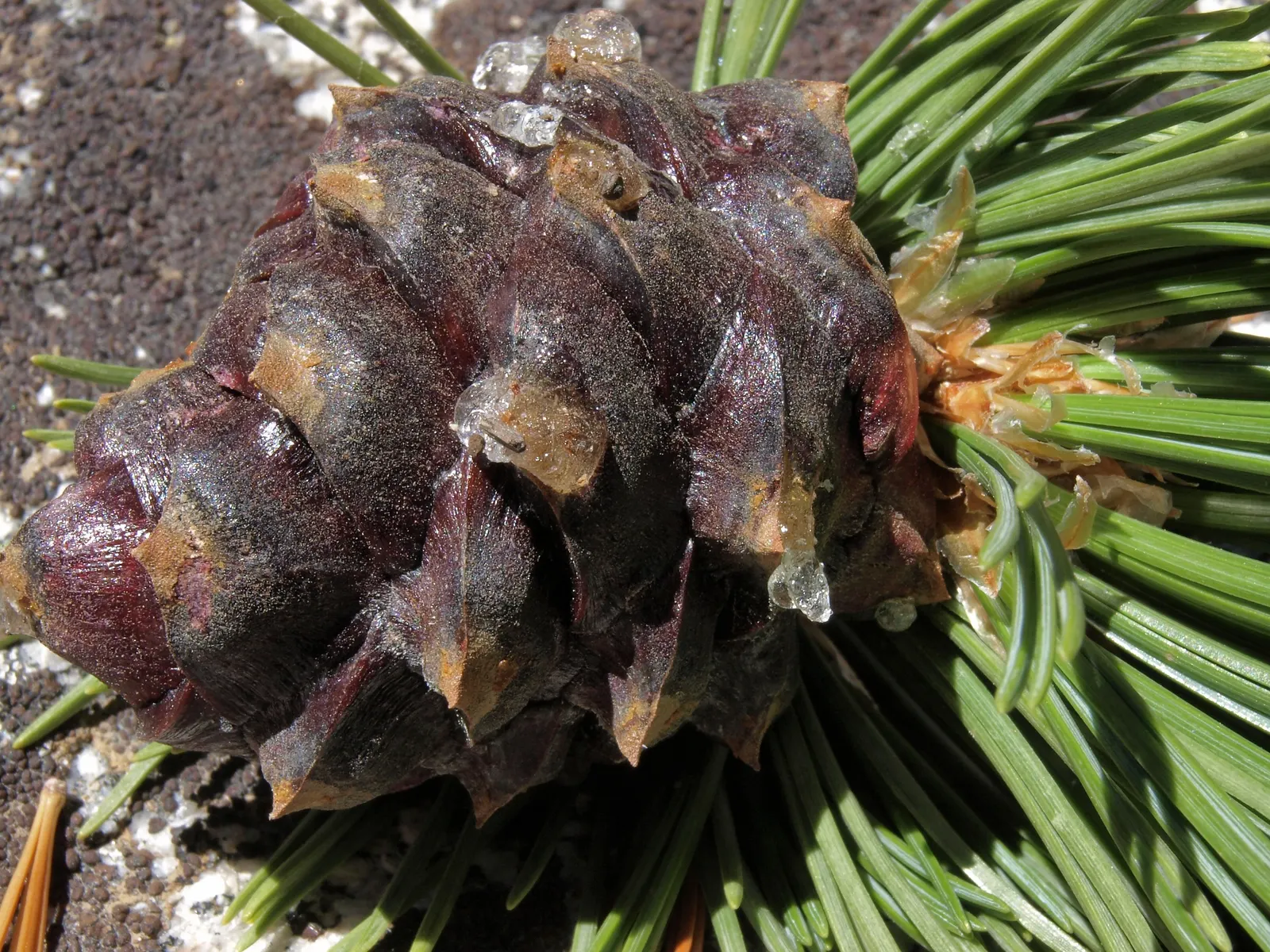 Western White Pine (Pinus Monticola) — it is important to allocate ample space for its impressive growth