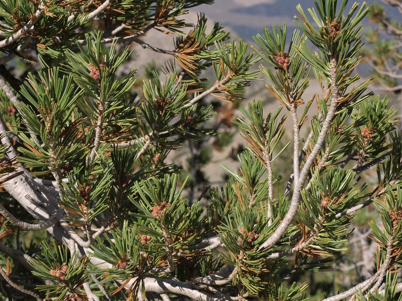 Western White Pine (Pinus Monticola) — This resilient tree prefers full sun and moist, well-drained soils; the bark is smooth and gray in younger trees