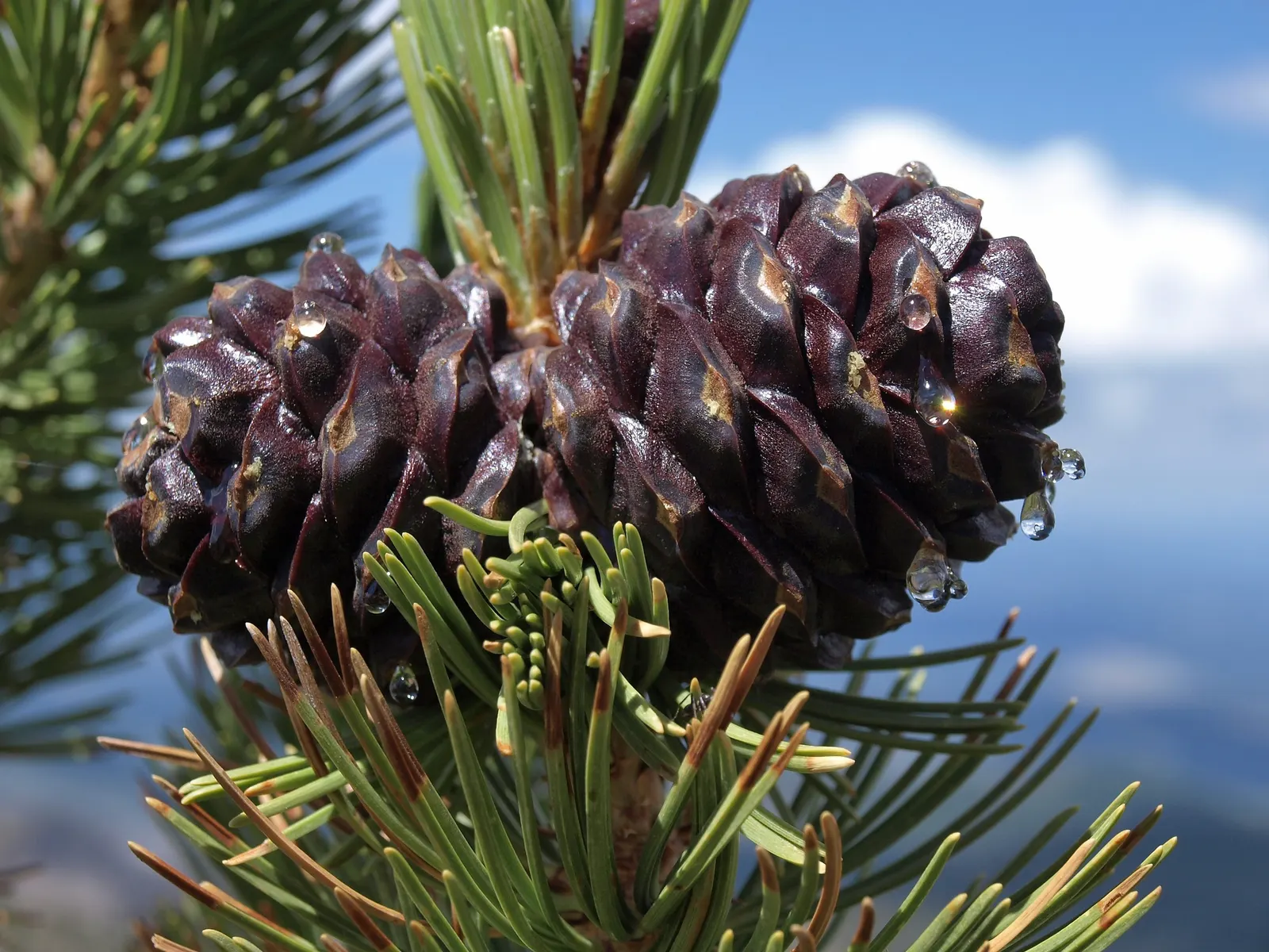 Western White Pine (Pinus Monticola) — As a moderately fast-growing pine