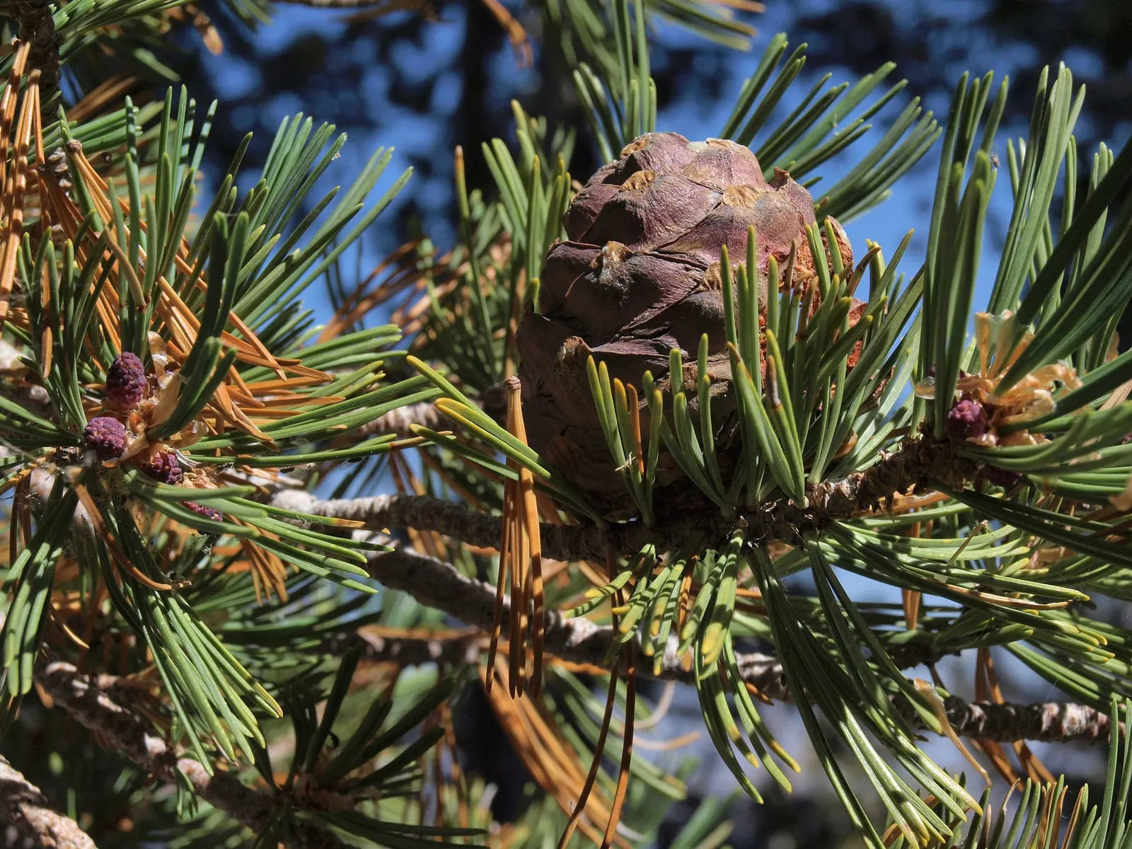 Western White Pine (Pinus Monticola) — measuring between 6 to 15 inches in length