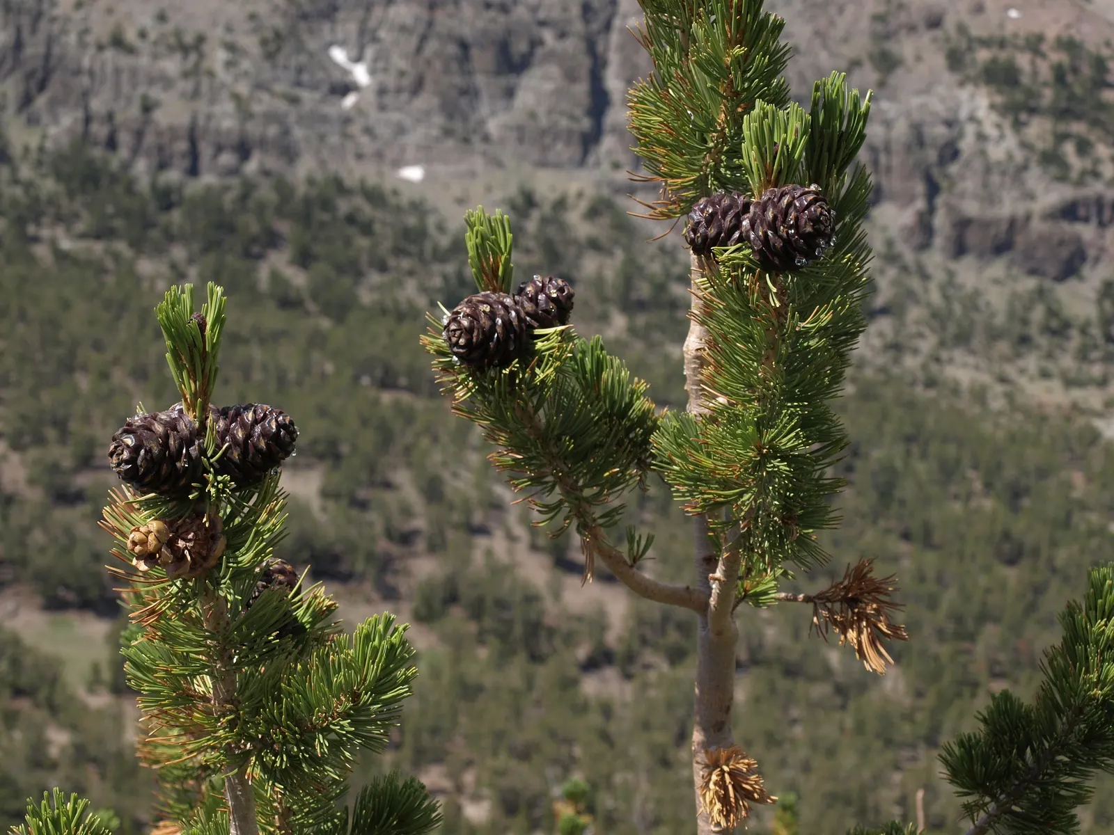 Western White Pine (Pinus Monticola) — and range in length from 2 to 4 inches
