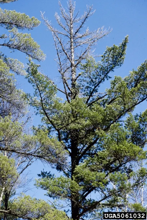 Western White Pine (Pinus Monticola) — Perfect for large open areas or as a statement tree