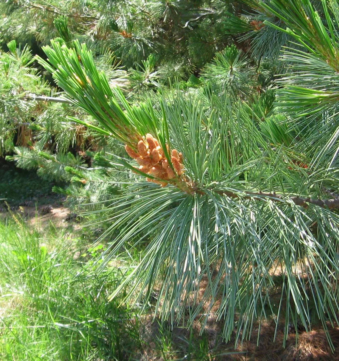 Western White Pine (Pinus Monticola) — The bark is smooth and gray in younger trees
